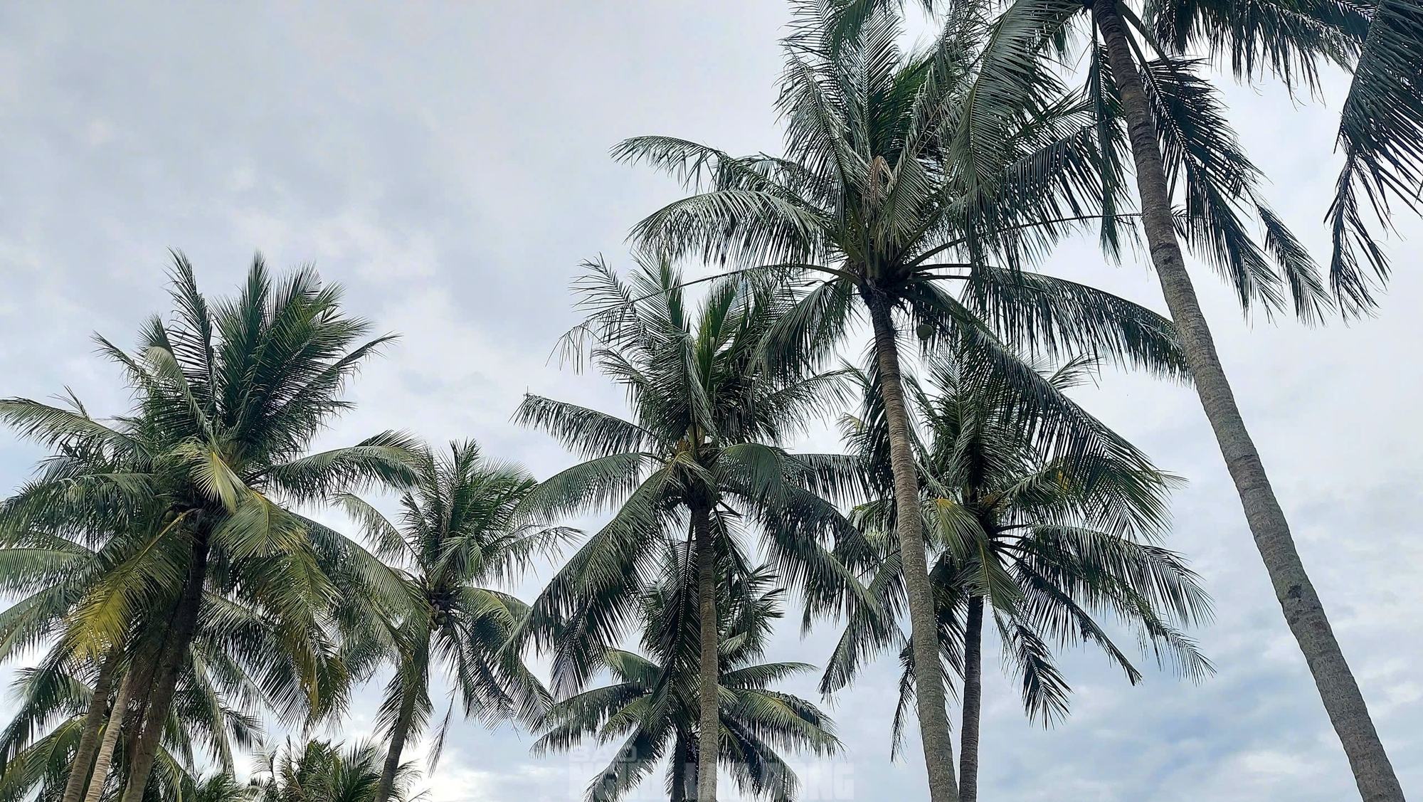 Sau phim Mưa đỏ, cùng ngắm Thành cổ Quảng Trị trong sắc xanh cỏ non- Ảnh 14. Sau phim Mưa đỏ, cùng ngắm Thành cổ Quảng Trị trong sắc xanh cỏ non- Ảnh 14.