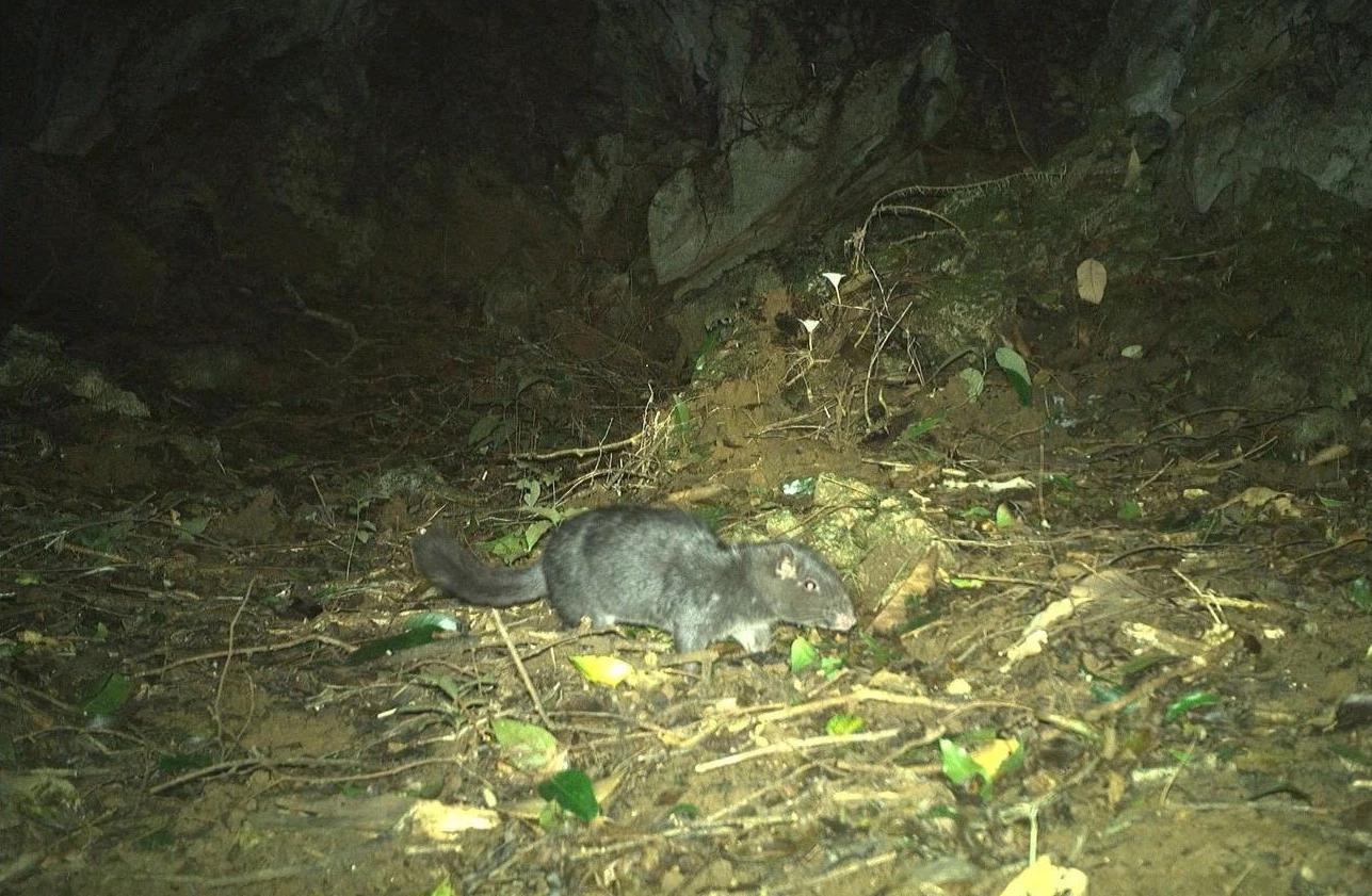 Lucruri interesante despre specia de șoareci „dispărută acum 11 milioane de ani” care a apărut în Phong Nha - Ke Bang - Fotografia 5. Điều thú vị về loài chuột