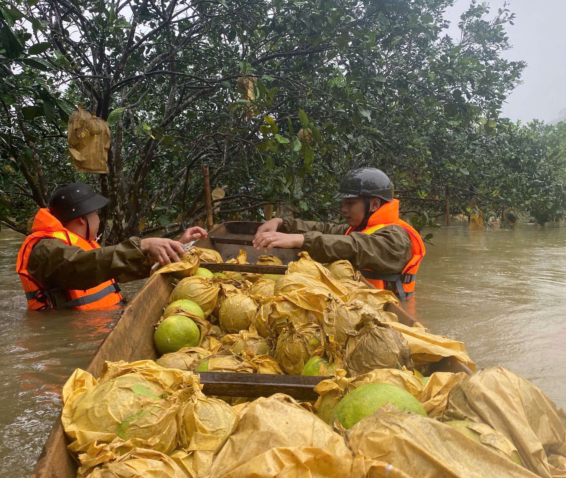 Công an ngâm mình trong nước lũ giúp dân thu hoạc bưởi - Ảnh 1. Công an ngâm mình trong nước lũ giúp dân thu hoạc bưởi - Ảnh 1.