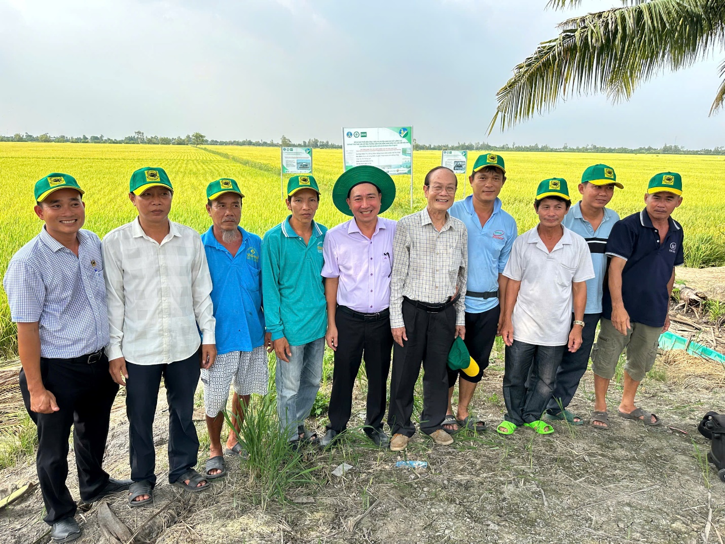 Hiệu quả từ phân bón Đầu Trâu Bio-Canxi lan rộng trên đồng lúa Đồng bằng Sông Cửu Long- Ảnh 2. Hiệu quả từ phân bón Đầu Trâu Bio-Canxi lan rộng trên đồng lúa Đồng bằng Sông Cửu Long- Ảnh 2.
