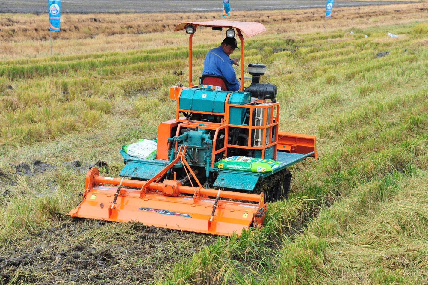 Hiệu quả từ phân bón Đầu Trâu Bio-Canxi lan rộng trên đồng lúa Đồng bằng Sông Cửu Long- Ảnh 3. Hiệu quả từ phân bón Đầu Trâu Bio-Canxi lan rộng trên đồng lúa Đồng bằng Sông Cửu Long- Ảnh 3.