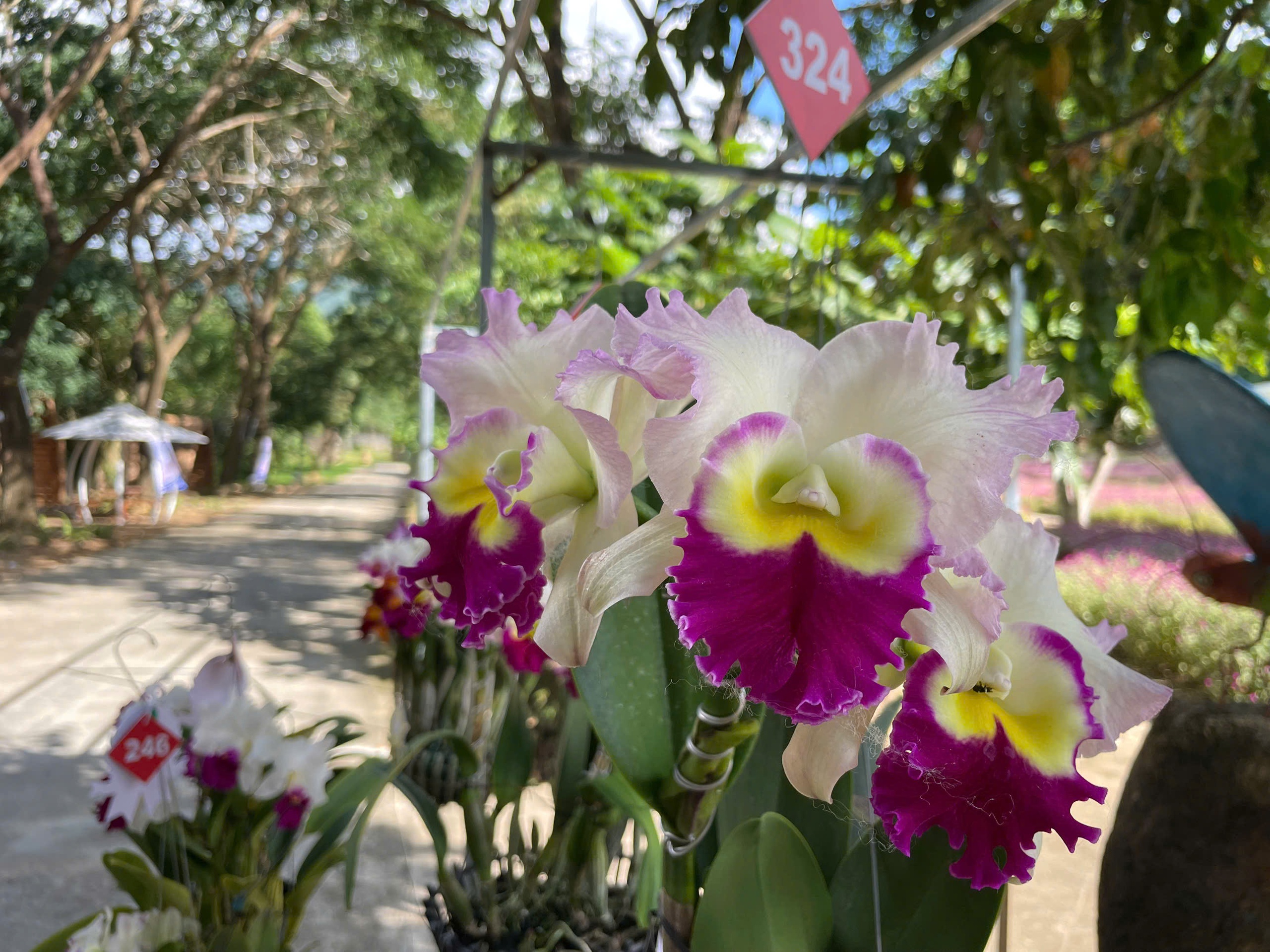 Obdivování přírodního mistrovského díla letních orchidejí v Khanh Hoa - Foto 5. Ngắm kiệt tác thiên nhiên hoa lan mùa hạ tại Khánh Hòa- Ảnh 5.