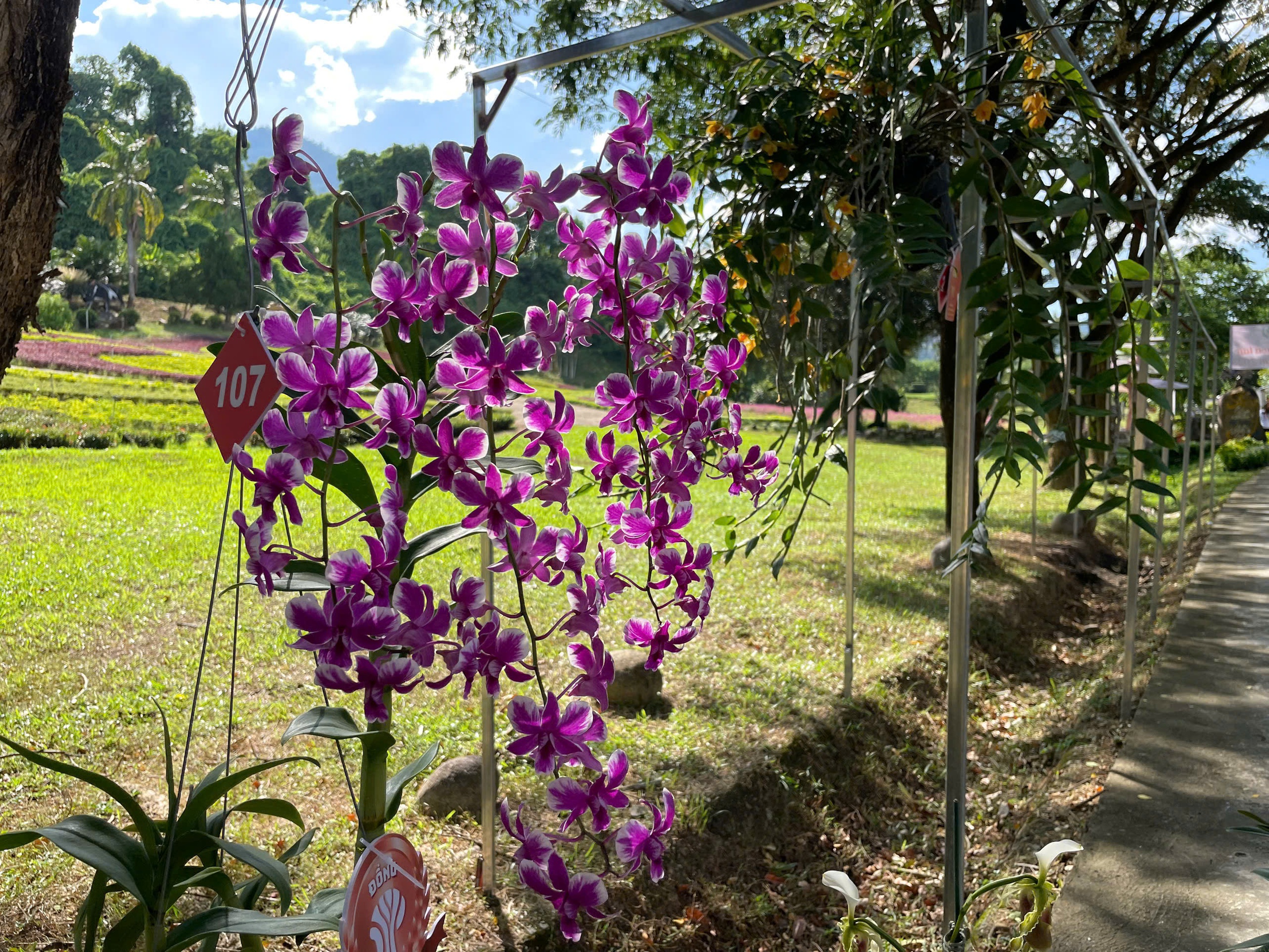 Obdivování přírodního mistrovského díla letních orchidejí v Khanh Hoa - Foto 7. Ngắm kiệt tác thiên nhiên hoa lan mùa hạ tại Khánh Hòa- Ảnh 7.