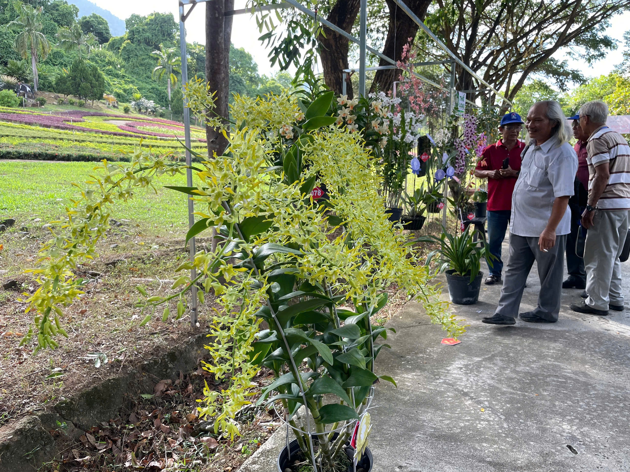 Obdivujte přírodní mistrovské dílo letních orchidejí v Khanh Hoa - Foto 9. Ngắm kiệt tác thiên nhiên hoa lan mùa hạ tại Khánh Hòa- Ảnh 9.