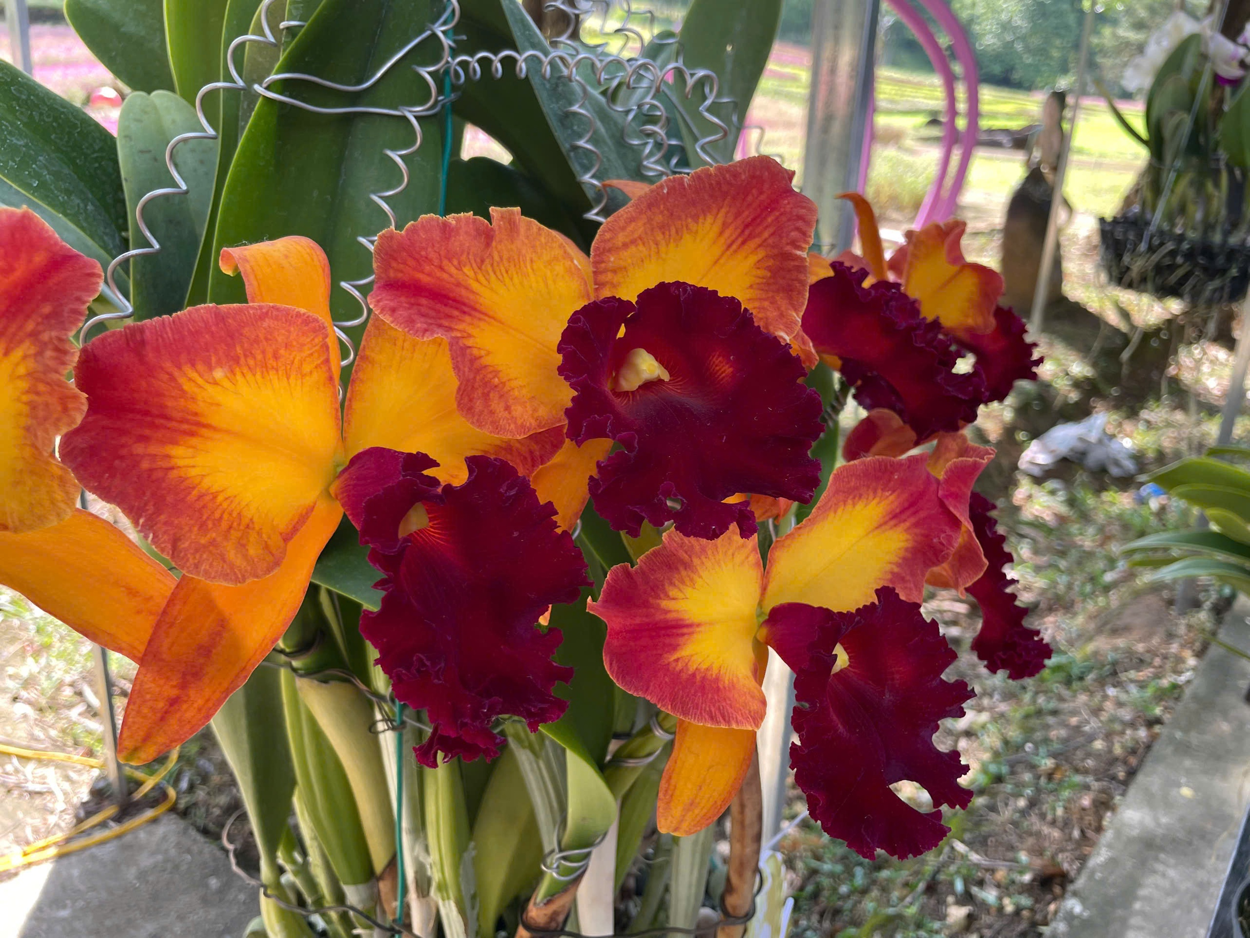 Obdivování přírodního mistrovského díla letních orchidejí v Khanh Hoa - Foto 6. Ngắm kiệt tác thiên nhiên hoa lan mùa hạ tại Khánh Hòa- Ảnh 6.