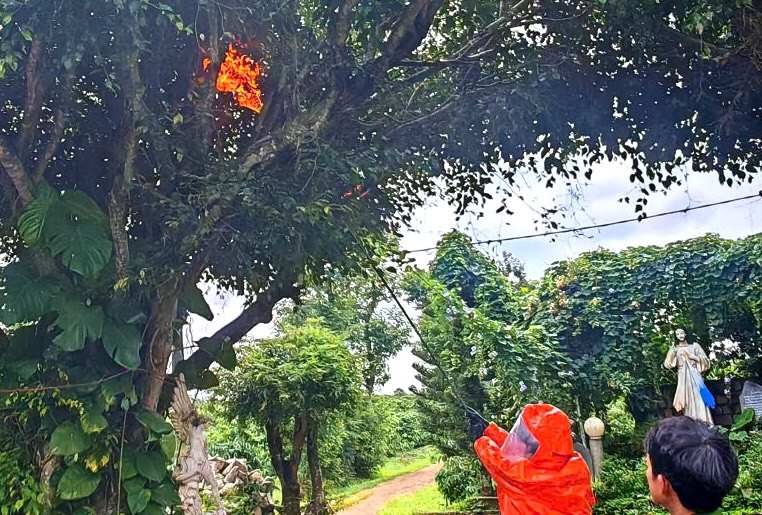 Gia Lai: Bị ong vò vẽ tấn công, 3 cháu nhỏ thương vong - Ảnh 3. Gia Lai: Bị ong vò vẽ tấn công, 3 cháu nhỏ thương vong - Ảnh 3.