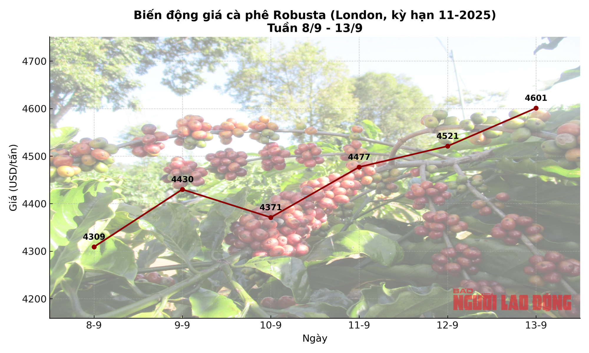 Giá cà phê hôm nay 13 - 9 tăng liên tiếp , cà phê hòa tan bùng nổ? - Ảnh 2. Giá cà phê hôm nay 13 - 9 tăng liên tiếp , cà phê hòa tan bùng nổ? - Ảnh 2.