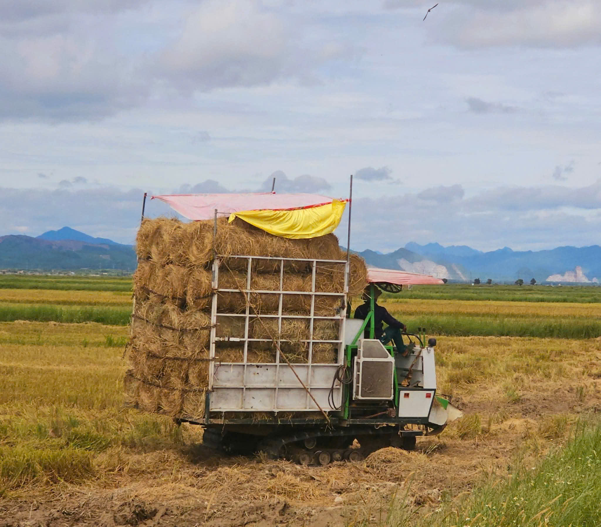 Cách "hái ra tiền" của một vùng quê ở Quảng Trị- Ảnh 1.
