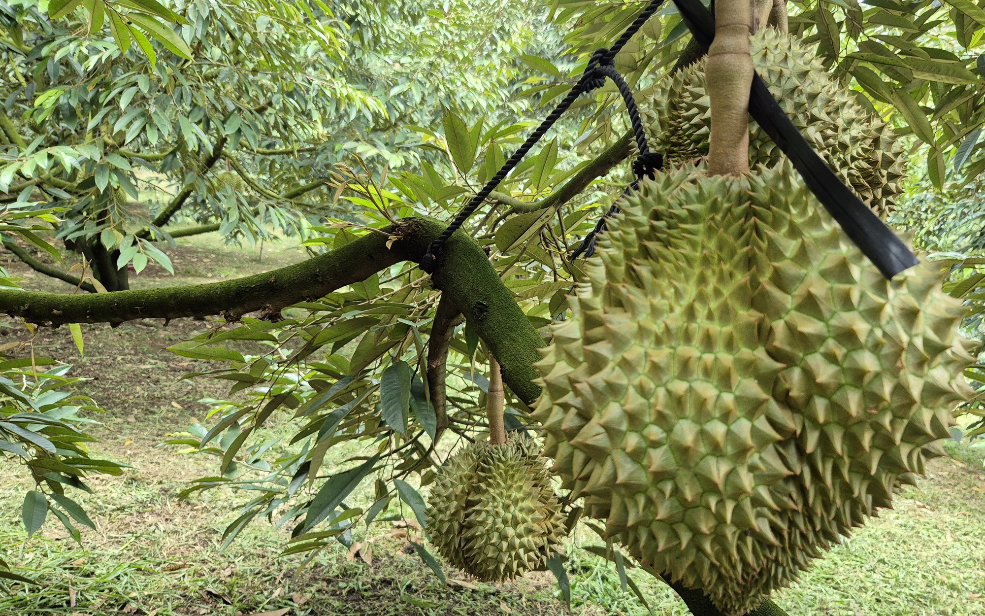 Lão nông miền Tây trồng được giống sầu riêng lạ, bán 700.000 đồng/kg - Ảnh 3.