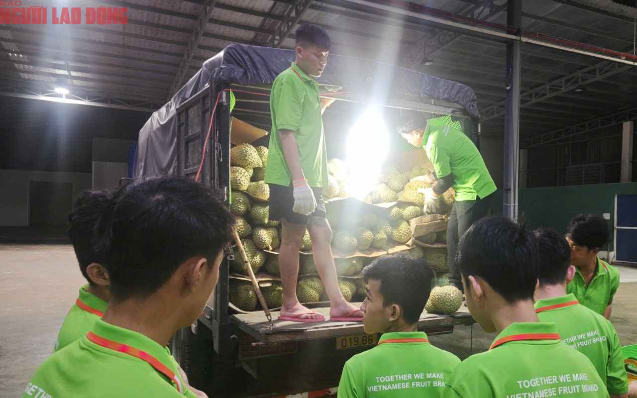 Các vựa sầu riêng thu mua xuyên lễ 2-9