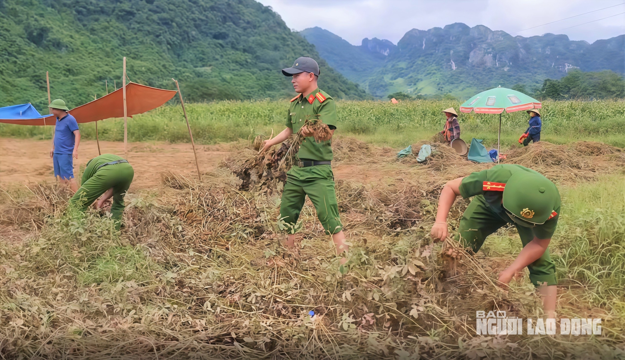 VIDEO: Công an xắn quần, lội ruộng giúp dân thu hoạch lạc ngày Quốc khánh ở Quảng Trị - Ảnh 1. VIDEO: Công an xắn quần, lội ruộng giúp dân thu hoạch lạc ngày Quốc khánh ở Quảng Trị - Ảnh 1.