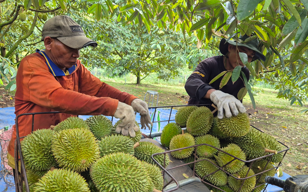 Tham tán Thương mại Việt Nam chia sẻ về thị trường sầu riêng Trung Quốc- Ảnh 4.