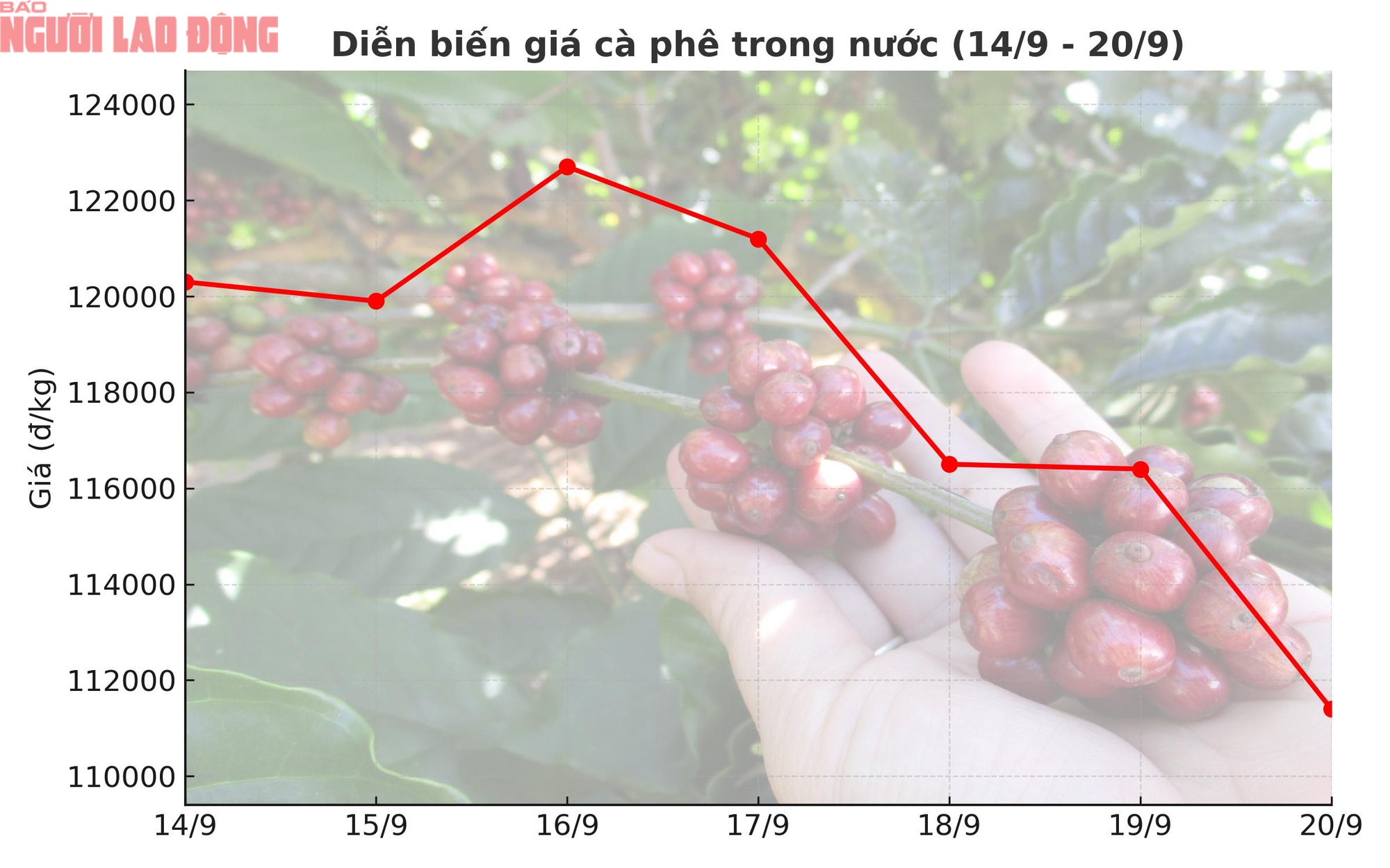 Giá cà phê hôm nay 21-9: Chạm đáy tuần, xuất khẩu cà phê sang Mỹ tăng đột biến- Ảnh 3.