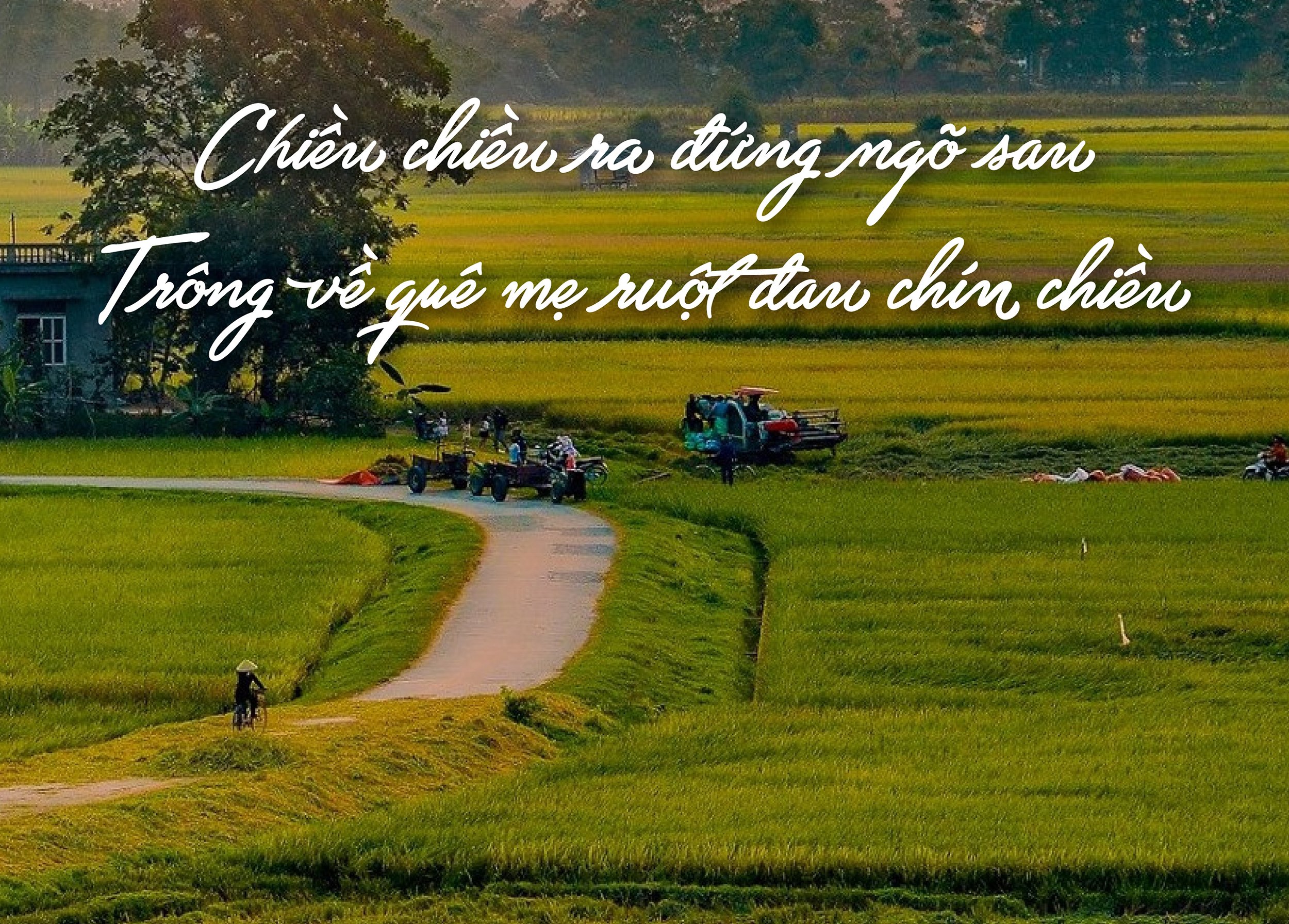 Tiếng Việt giàu đẹp: "Ruột đau chín chiều" - Ảnh 1.