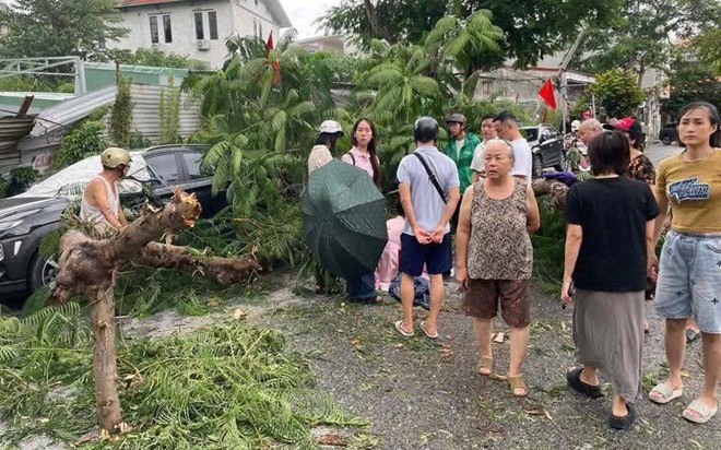 Mưa gi&oacute; kinh ho&agrave;ng tại Đắk Lắk: Nh&agrave; d&acirc;n tốc m&aacute;i , c&acirc;y xanh g&atilde;y đổ - Ảnh 2.