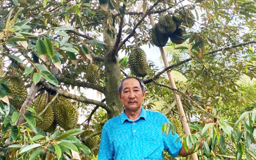 Lão nông miền Tây trồng sầu riêng lạ, giá 700.000 đồng/kg thu hút người tiêu dùng - Ảnh 1.