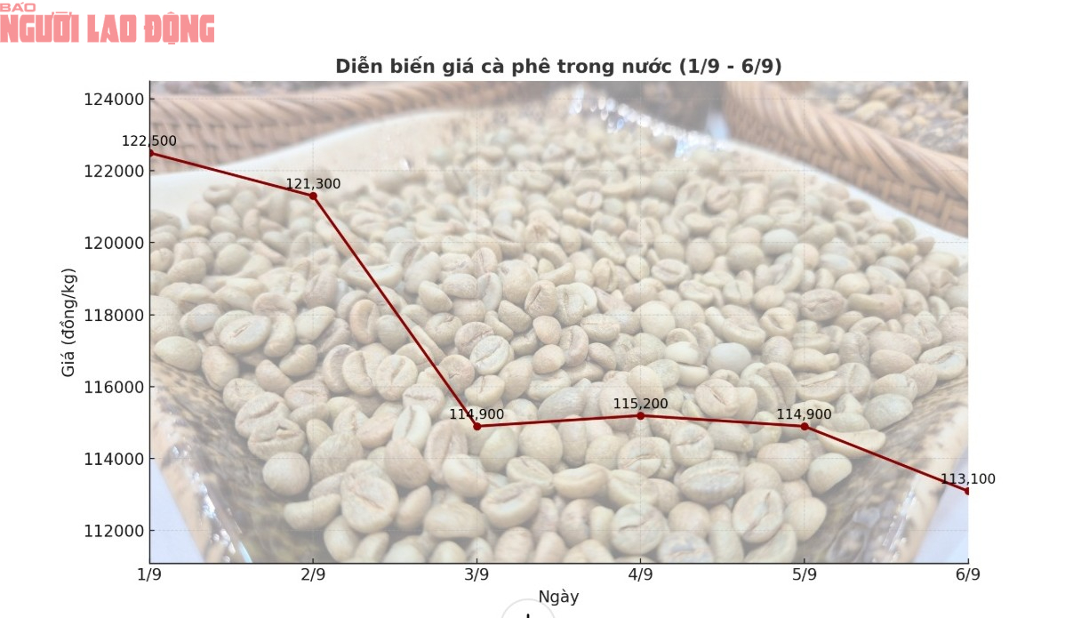 Giá cà phê hôm nay 7-9: Tuần buồn của người giữ cà phê- Ảnh 2. Giá cà phê hôm nay 7-9: Tuần buồn của người giữ cà phê- Ảnh 2.
