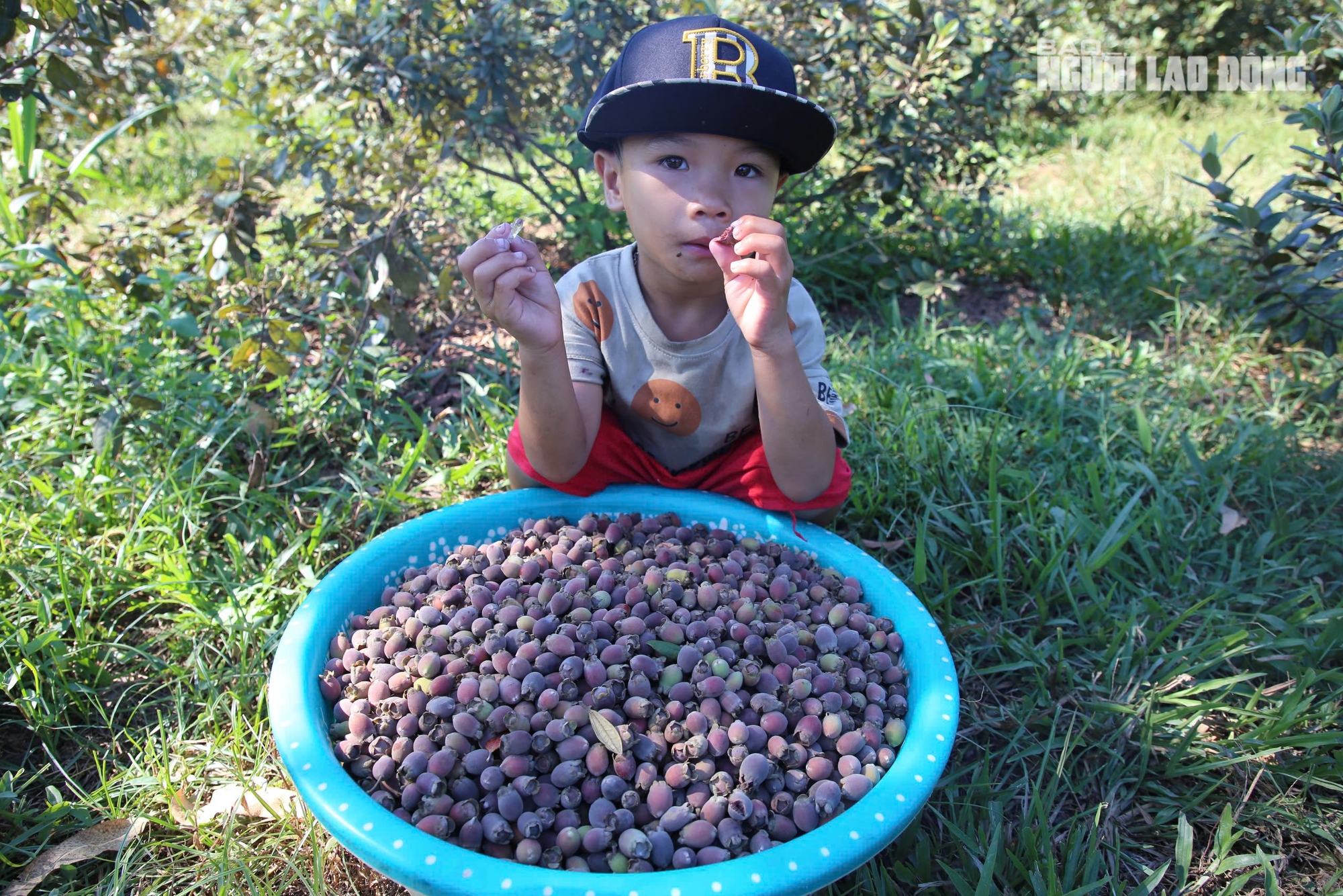 Loài cây hoang dại cho quả tím biếc, bất ngờ thành "cây làm giàu" ở dãy Hoành Sơn - Ảnh 4. Loài cây hoang dại cho quả tím biếc, bất ngờ thành "cây làm giàu" ở dãy Hoành Sơn - Ảnh 4.