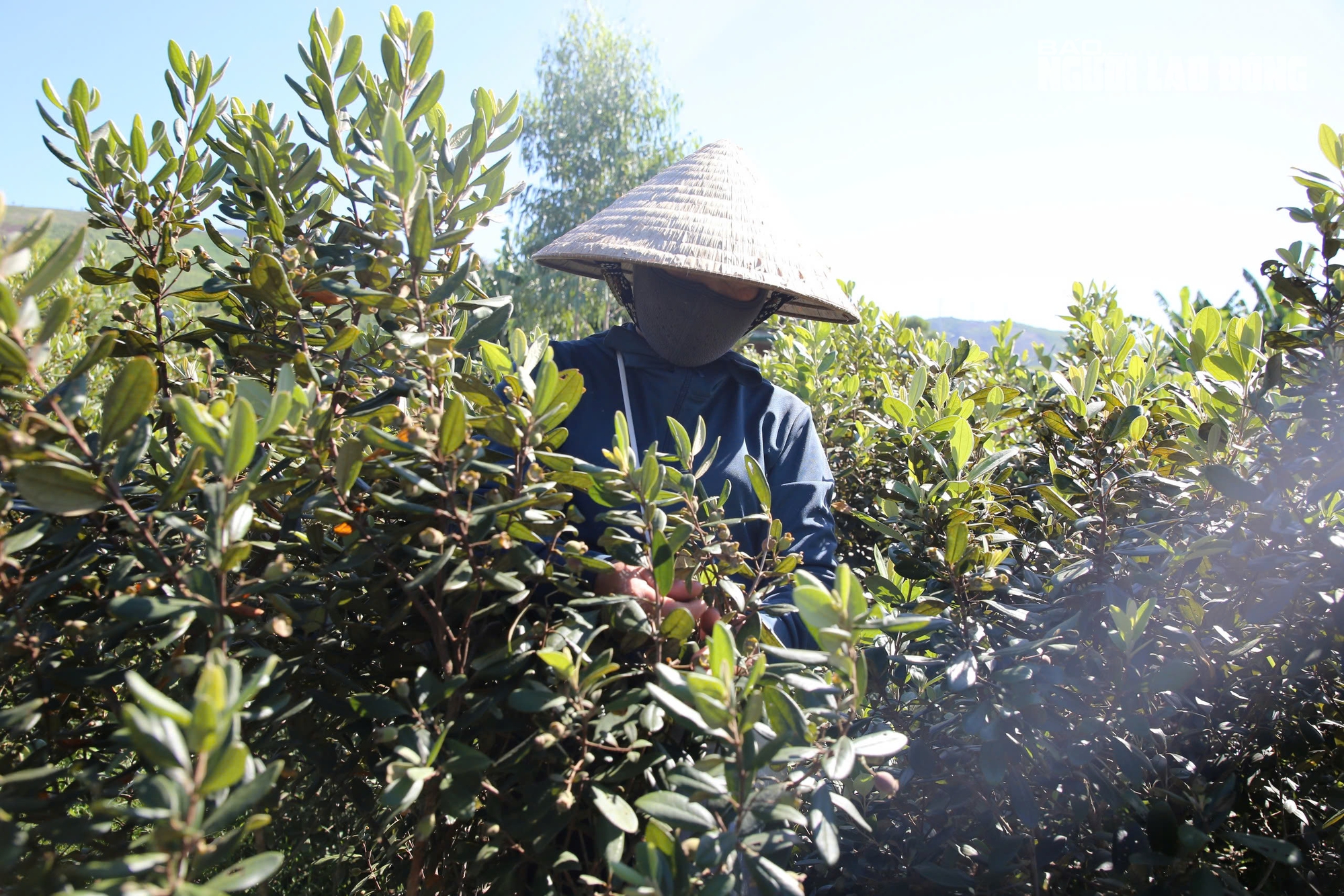 Loài cây hoang dại cho quả tím biếc, bất ngờ thành "cây làm giàu" ở dãy Hoành Sơn - Ảnh 8. Loài cây hoang dại cho quả tím biếc, bất ngờ thành "cây làm giàu" ở dãy Hoành Sơn - Ảnh 8.