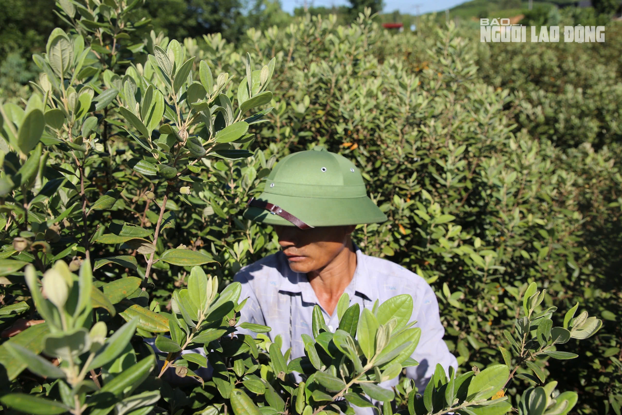 Loài cây hoang dại cho quả tím biếc, bất ngờ thành "cây làm giàu" ở dãy Hoành Sơn - Ảnh 9. Loài cây hoang dại cho quả tím biếc, bất ngờ thành "cây làm giàu" ở dãy Hoành Sơn - Ảnh 9.