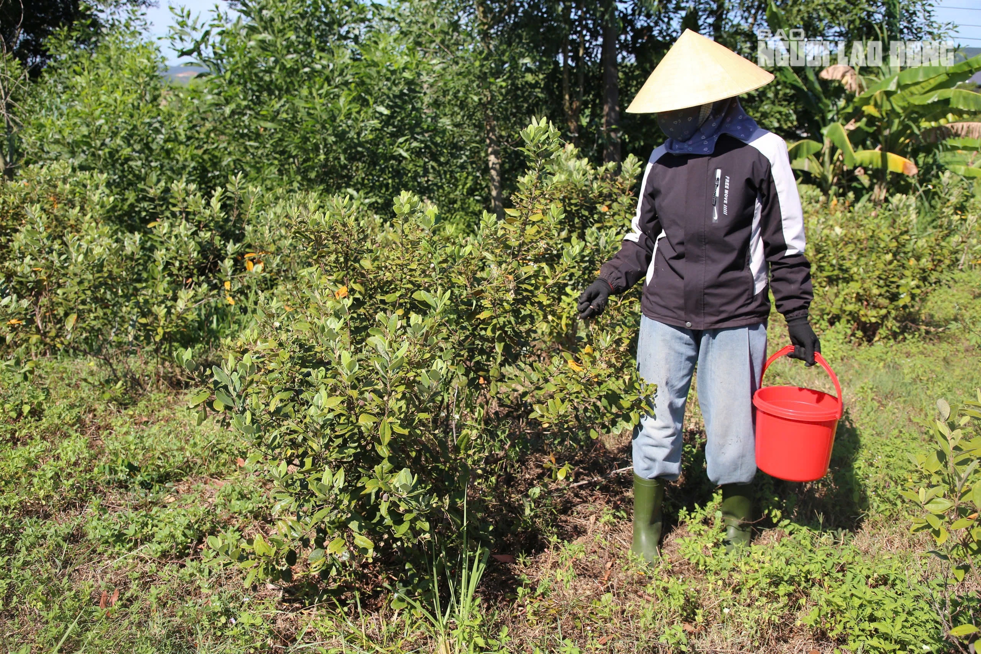 Loài cây hoang dại cho quả tím biếc, bất ngờ thành "cây làm giàu" ở dãy Hoành Sơn - Ảnh 12. Loài cây hoang dại cho quả tím biếc, bất ngờ thành "cây làm giàu" ở dãy Hoành Sơn - Ảnh 12.
