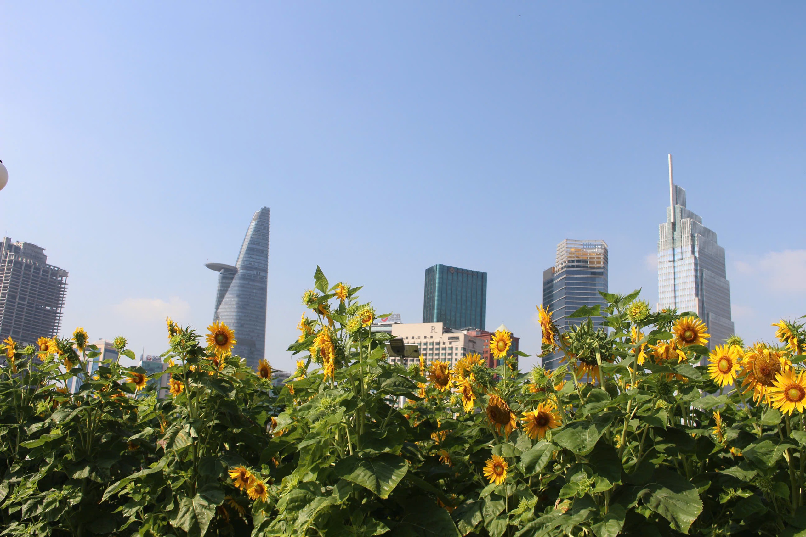 Cánh đồng hoa hướng dương ở TP HCM thu hút người dân dịp đầu năm mới - Ảnh 1.