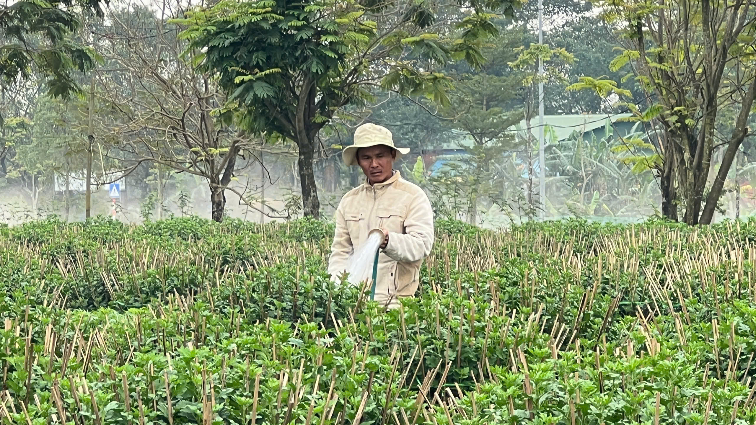 Người trồng hoa Tết xứ Huế vượt lũ , tiếp tục khởi nghiệp và phát triển kinh tế - Ảnh 5. Người trồng hoa Tết xứ Huế vượt lũ , tiếp tục khởi nghiệp và phát triển kinh tế - Ảnh 5.