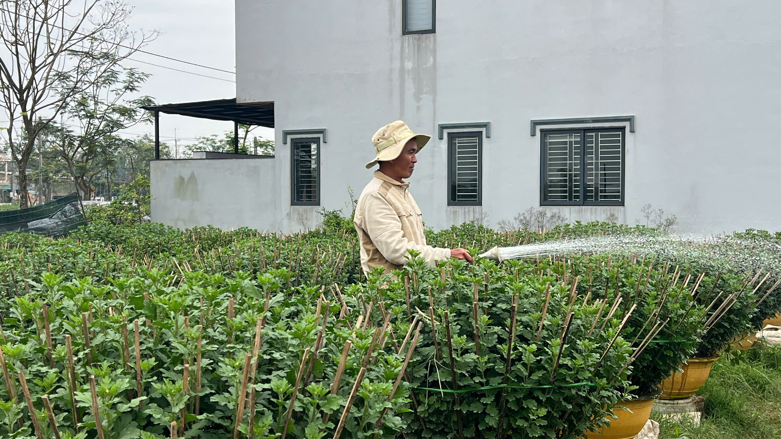 Người trồng hoa Tết xứ Huế vượt lũ , tiếp tục khởi nghiệp và phát triển kinh tế - Ảnh 7. Người trồng hoa Tết xứ Huế vượt lũ , tiếp tục khởi nghiệp và phát triển kinh tế - Ảnh 7.