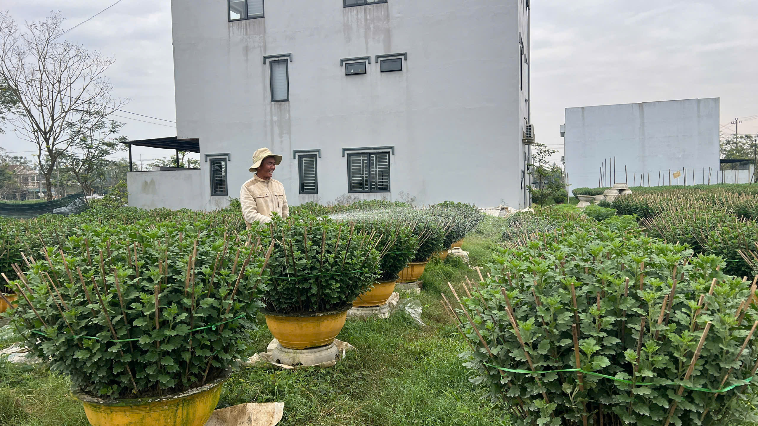 Người trồng hoa Tết xứ Huế vượt lũ , tiếp tục khởi nghiệp và phát triển kinh tế - Ảnh 6. Người trồng hoa Tết xứ Huế vượt lũ , tiếp tục khởi nghiệp và phát triển kinh tế - Ảnh 6.