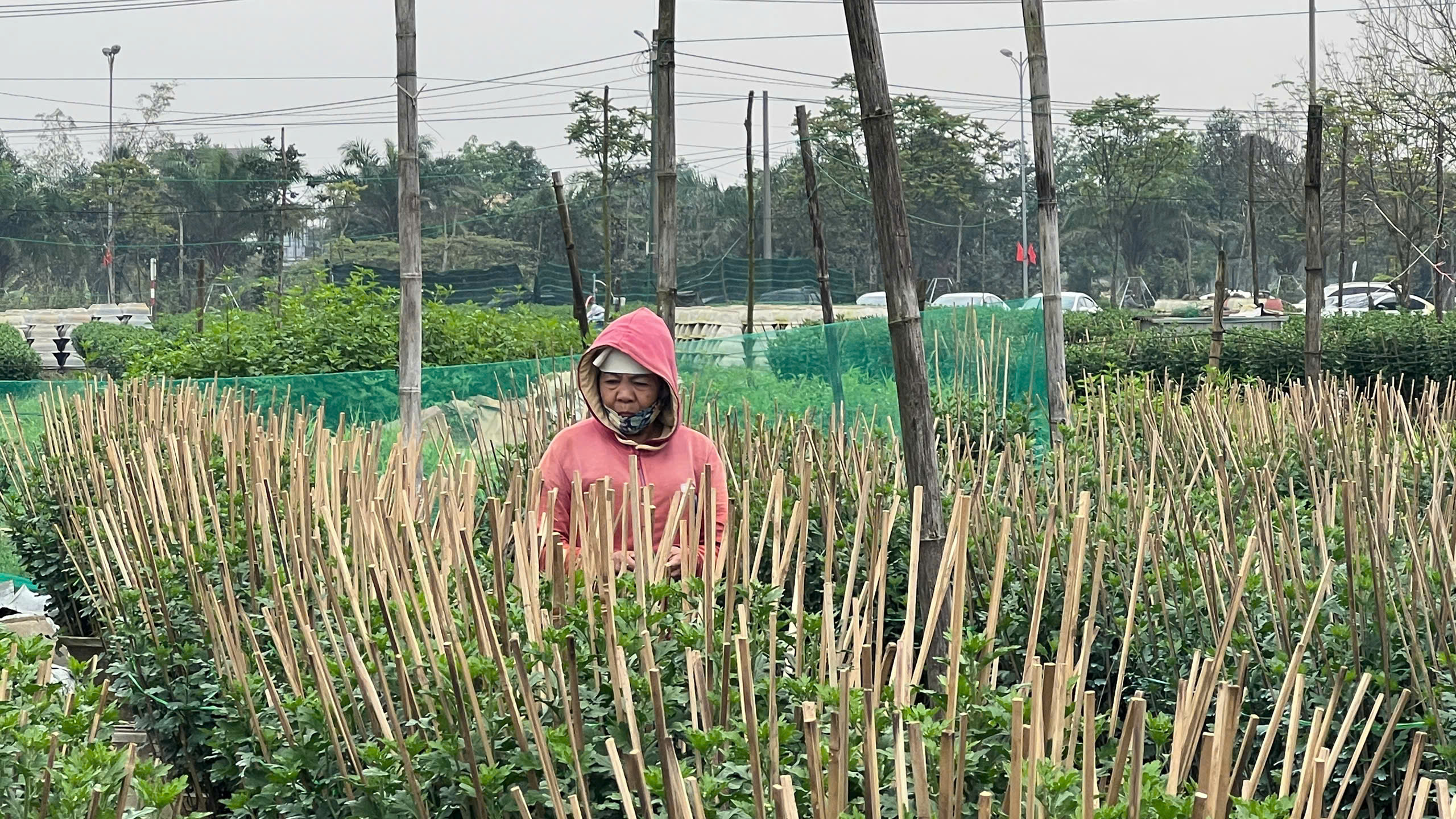Người trồng hoa Tết xứ Huế vượt lũ , tiếp tục khởi nghiệp và phát triển kinh tế - Ảnh 1. Người trồng hoa Tết xứ Huế vượt lũ , tiếp tục khởi nghiệp và phát triển kinh tế - Ảnh 1.