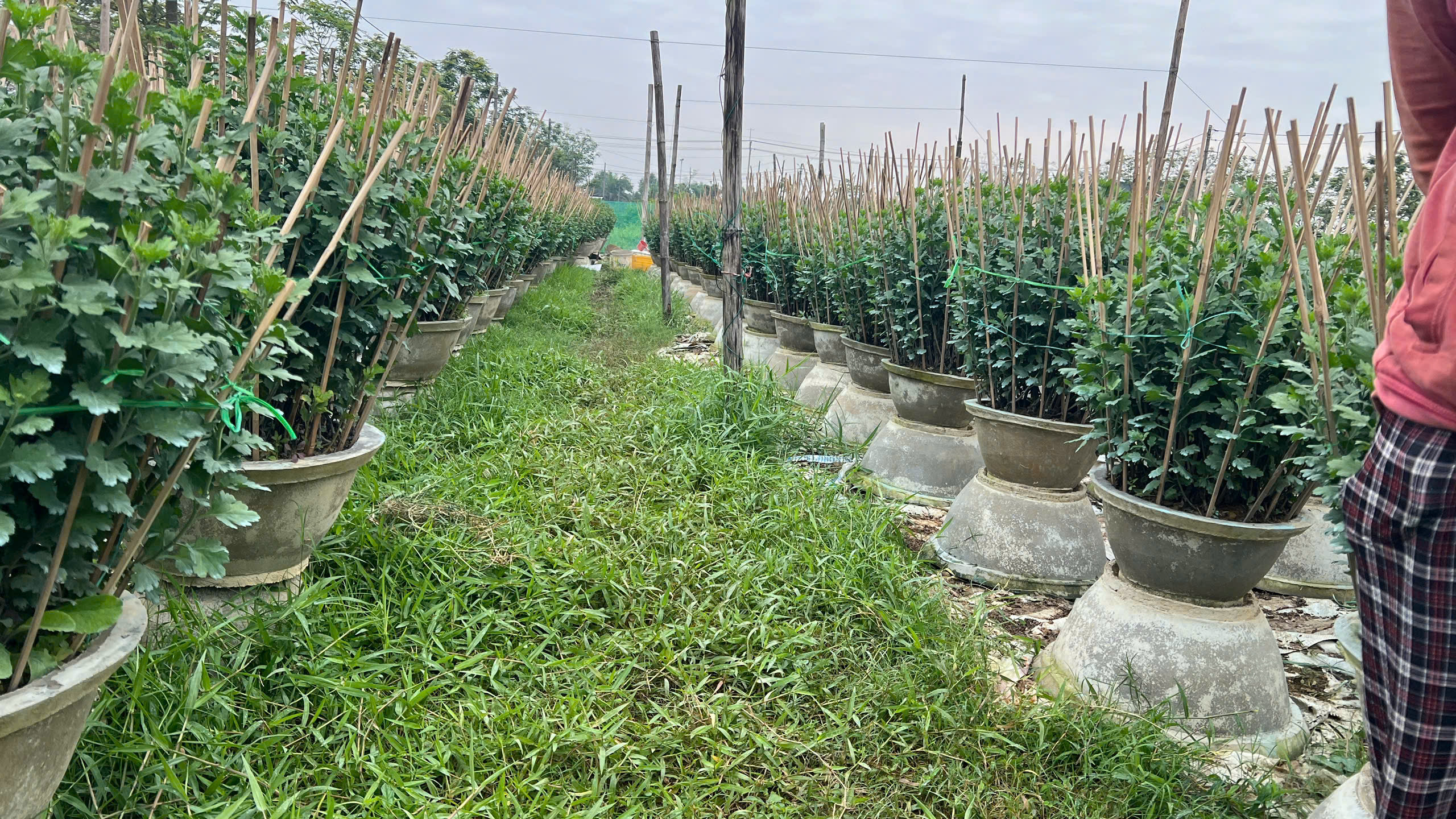 Người trồng hoa Tết xứ Huế vượt lũ , tiếp tục khởi nghiệp và phát triển kinh tế - Ảnh 2. Người trồng hoa Tết xứ Huế vượt lũ , tiếp tục khởi nghiệp và phát triển kinh tế - Ảnh 2.