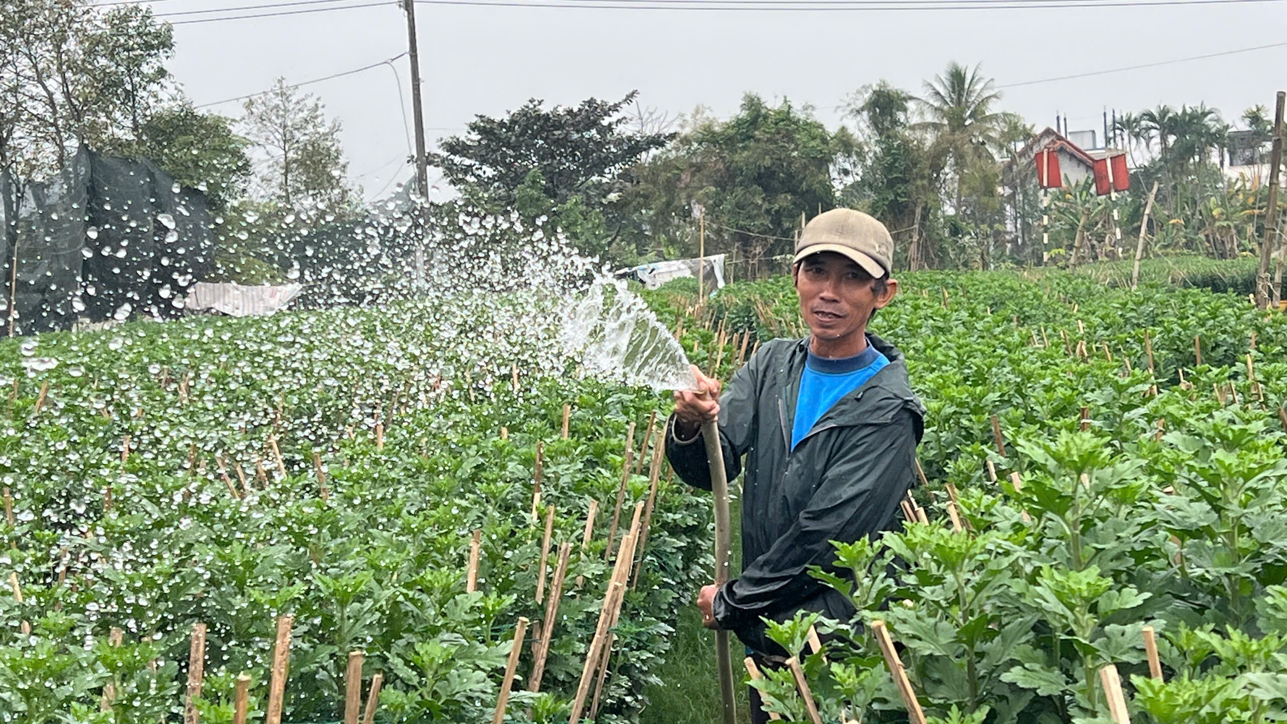 Người trồng hoa Tết xứ Huế vượt lũ , tiếp tục khởi nghiệp và phát triển kinh tế - Ảnh 9. Người trồng hoa Tết xứ Huế vượt lũ , tiếp tục khởi nghiệp và phát triển kinh tế - Ảnh 9.