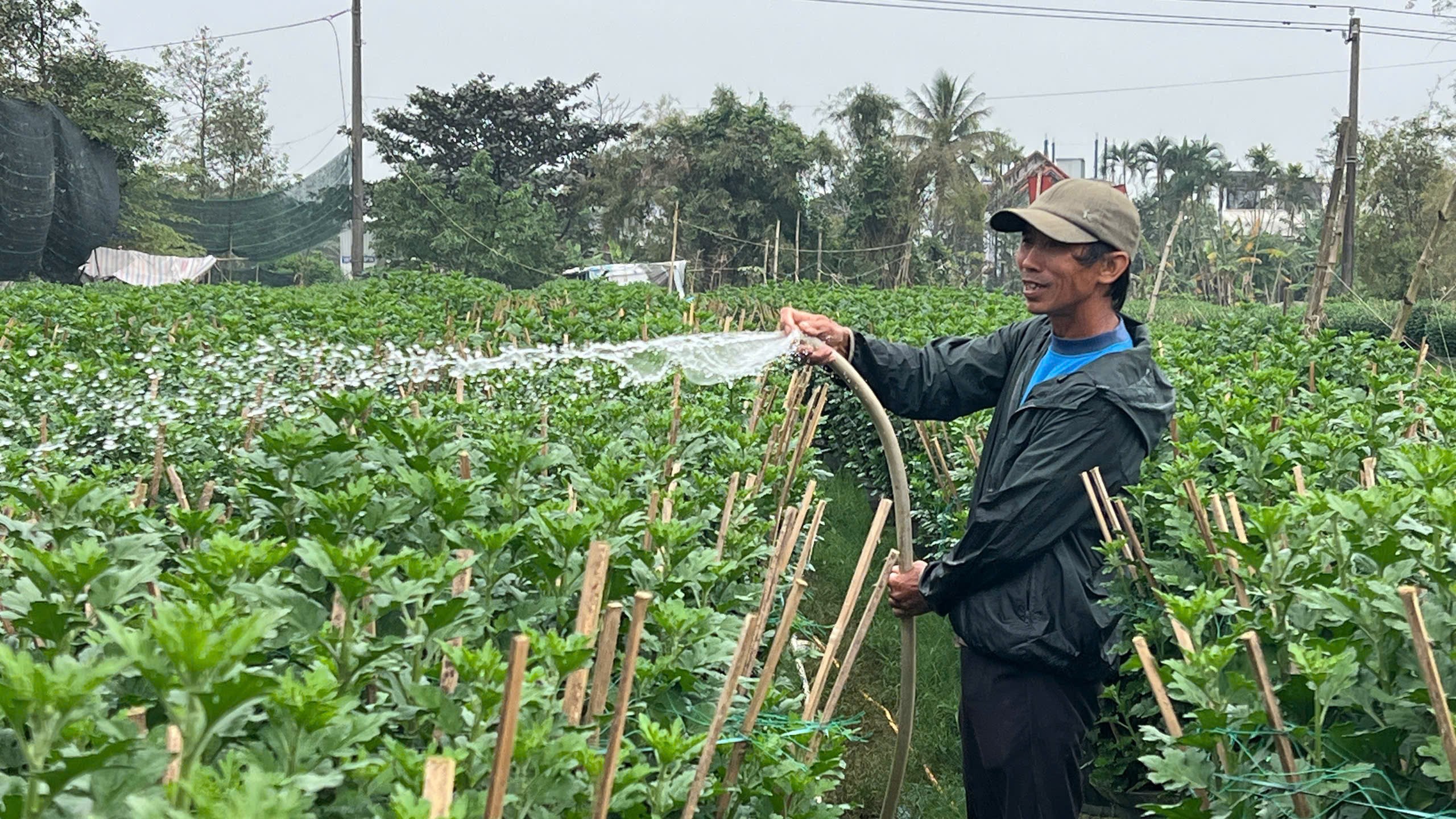 Người trồng hoa Tết xứ Huế vượt lũ , tiếp tục khởi nghiệp và phát triển kinh tế - Ảnh 10. Người trồng hoa Tết xứ Huế vượt lũ , tiếp tục khởi nghiệp và phát triển kinh tế - Ảnh 10.