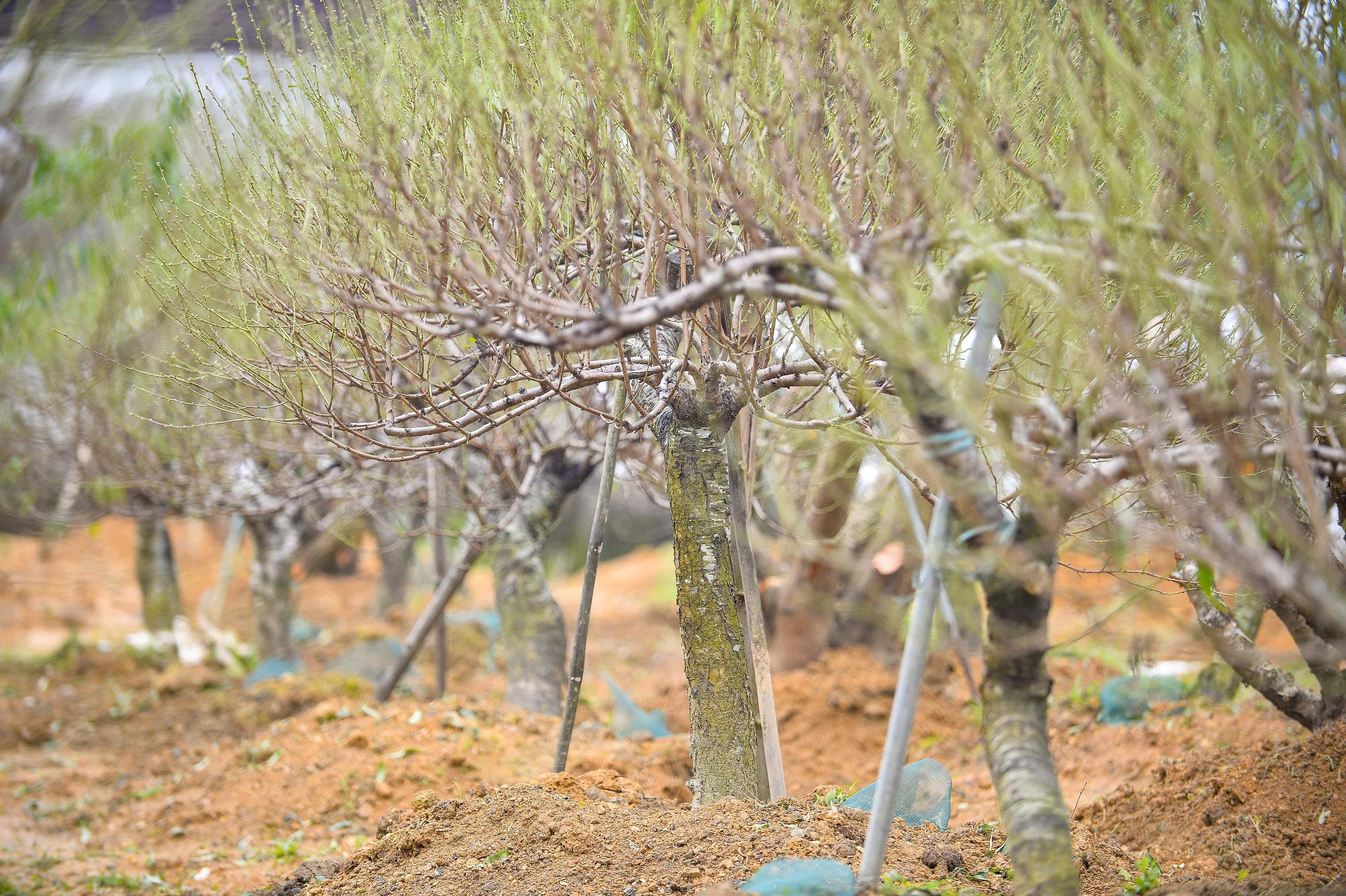 Cả làng rủ nhau ra đồng tuốt lá loài cây nở hoa vào những ngày Tết - Ảnh 7.