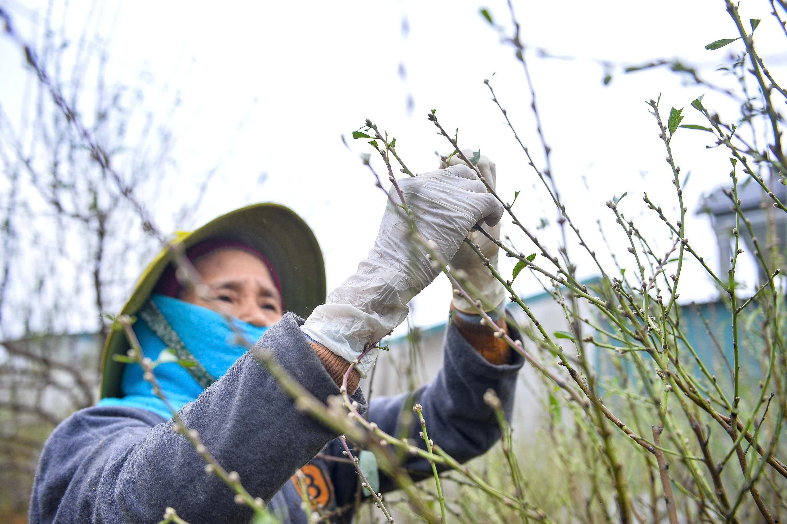 Cả làng rủ nhau ra đồng tuốt lá loài cây nở hoa vào những ngày Tết - Ảnh 4.