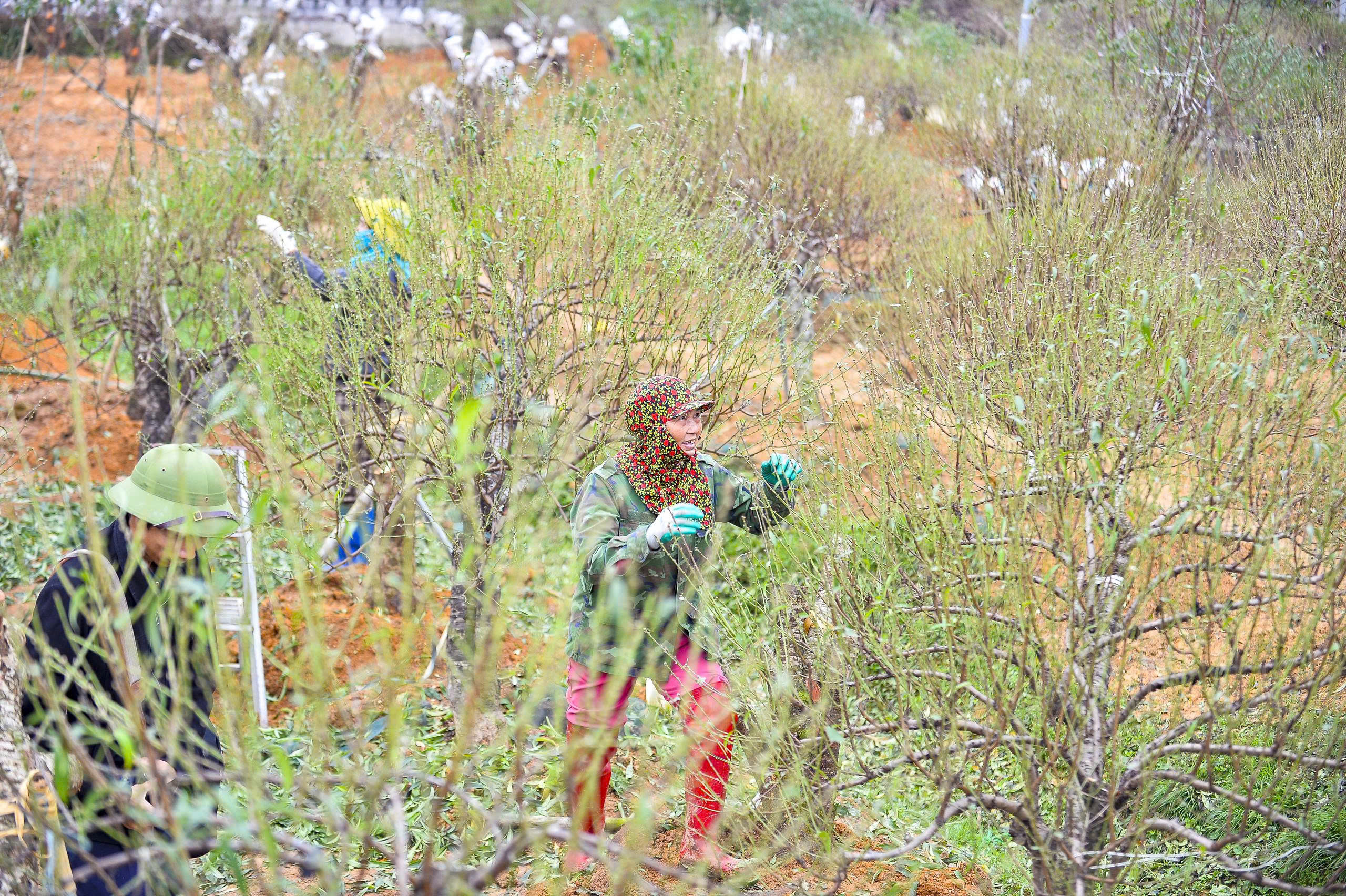 Cả làng rủ nhau ra đồng tuốt lá loài cây nở hoa vào những ngày Tết - Ảnh 2.