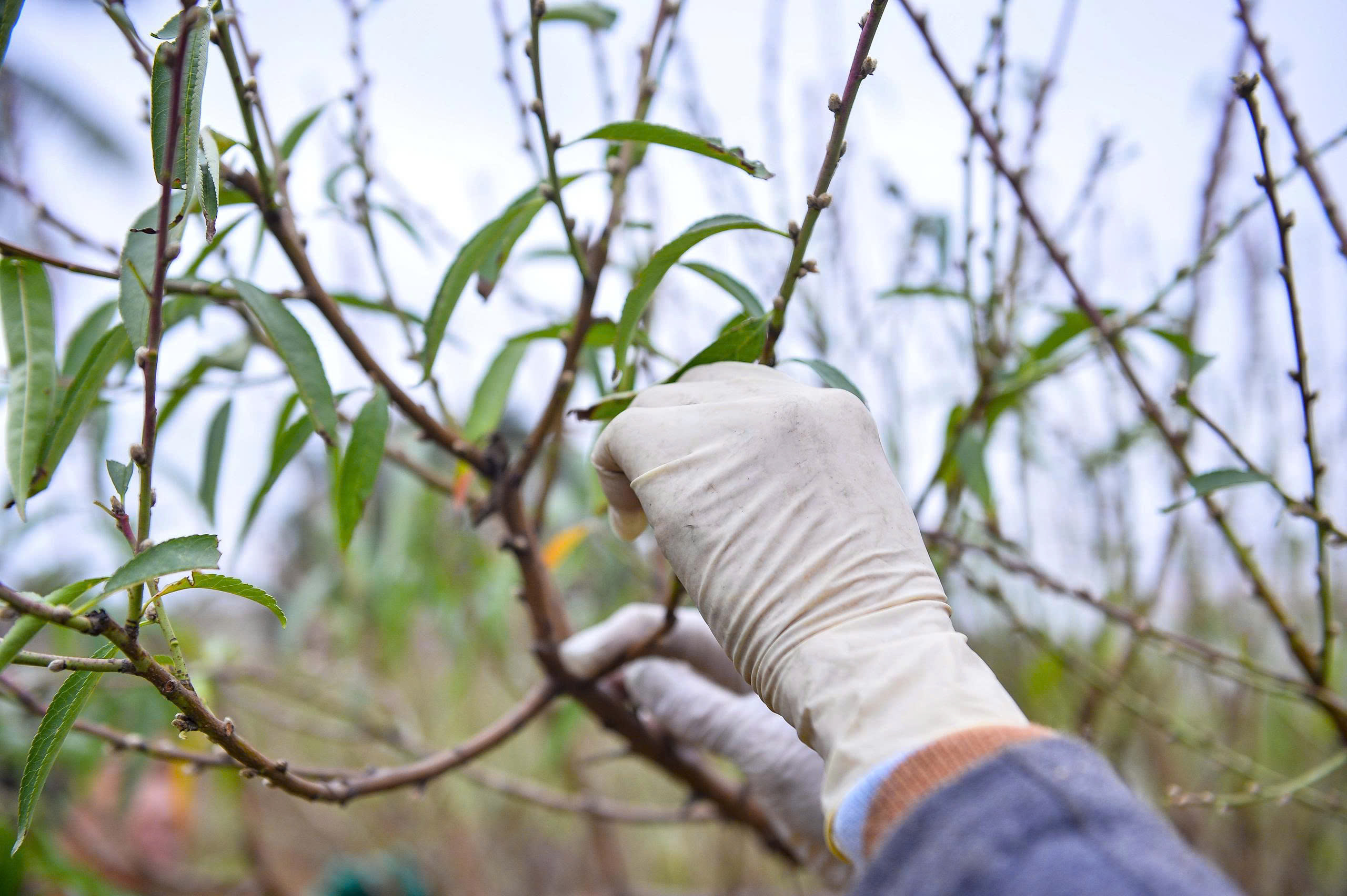 Cả làng rủ nhau ra đồng tuốt lá loài cây nở hoa vào những ngày Tết - Ảnh 6.