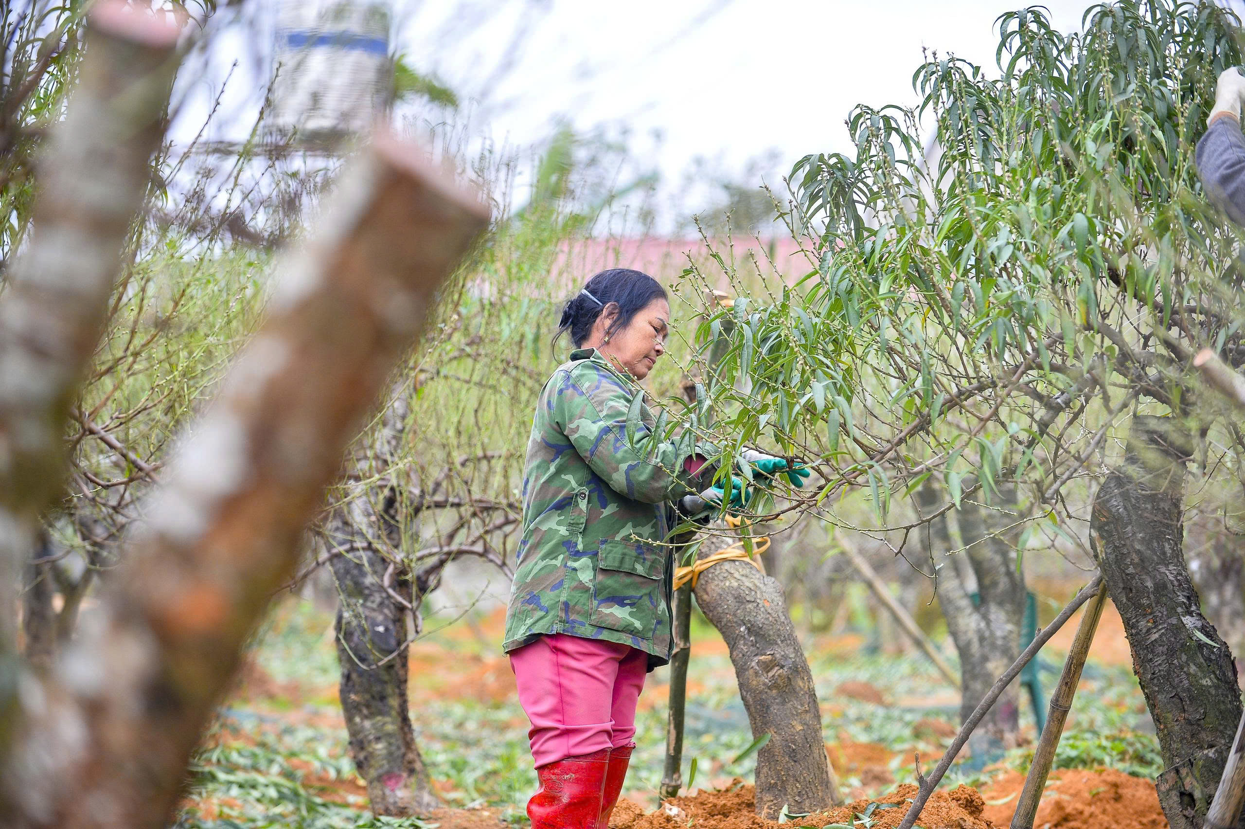 Cả làng rủ nhau ra đồng tuốt lá loài cây nở hoa vào những ngày Tết - Ảnh 3.