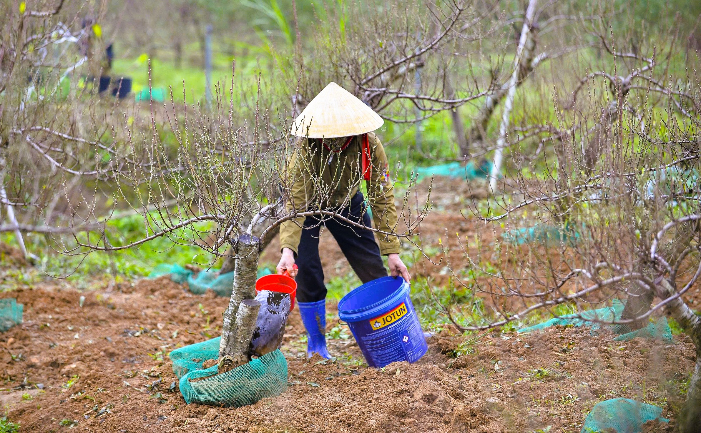 Cả làng rủ nhau ra đồng tuốt lá loài cây nở hoa vào những ngày Tết - Ảnh 12.