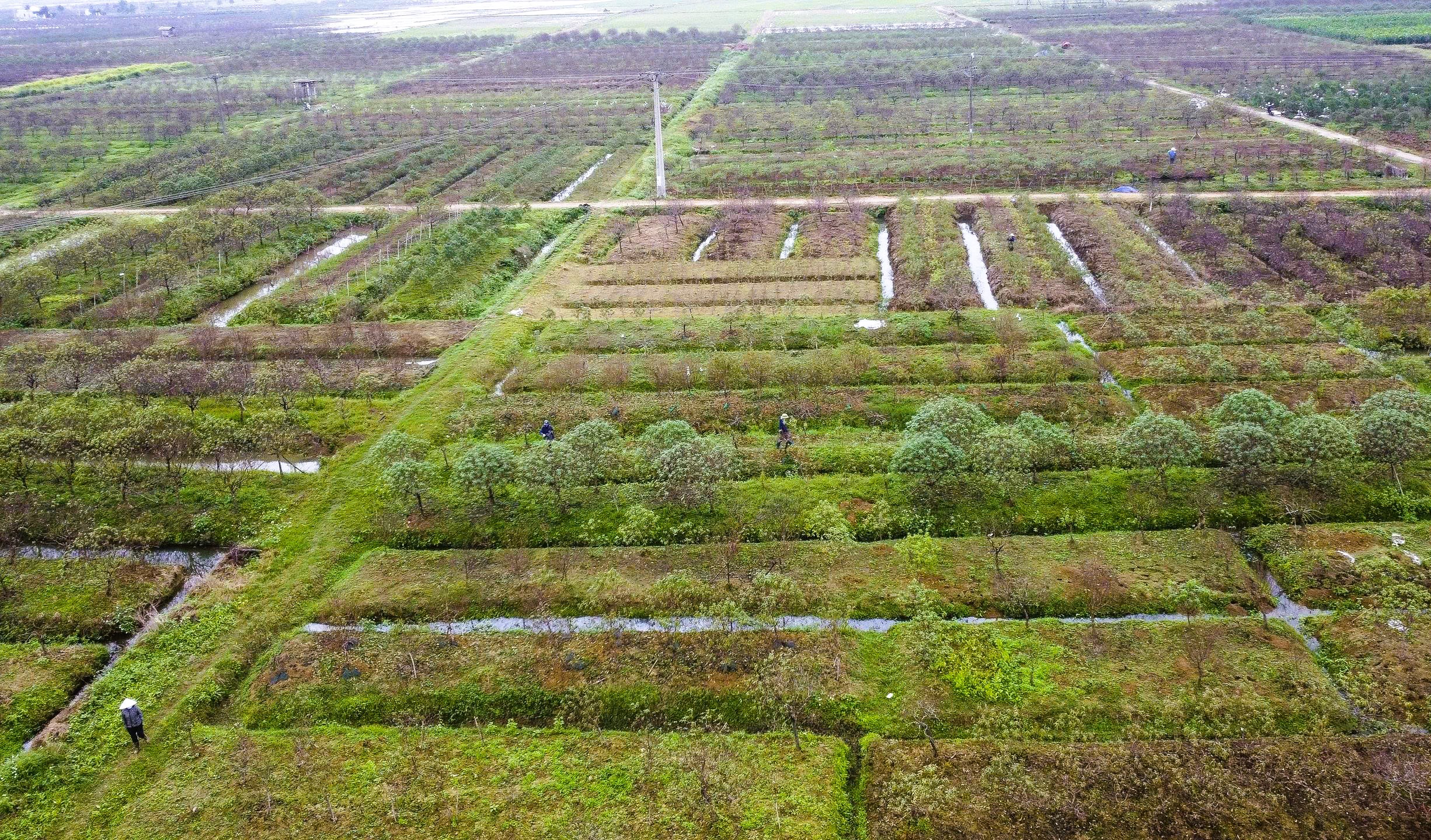 Cả làng rủ nhau ra đồng tuốt lá loài cây nở hoa vào những ngày Tết - Ảnh 13.