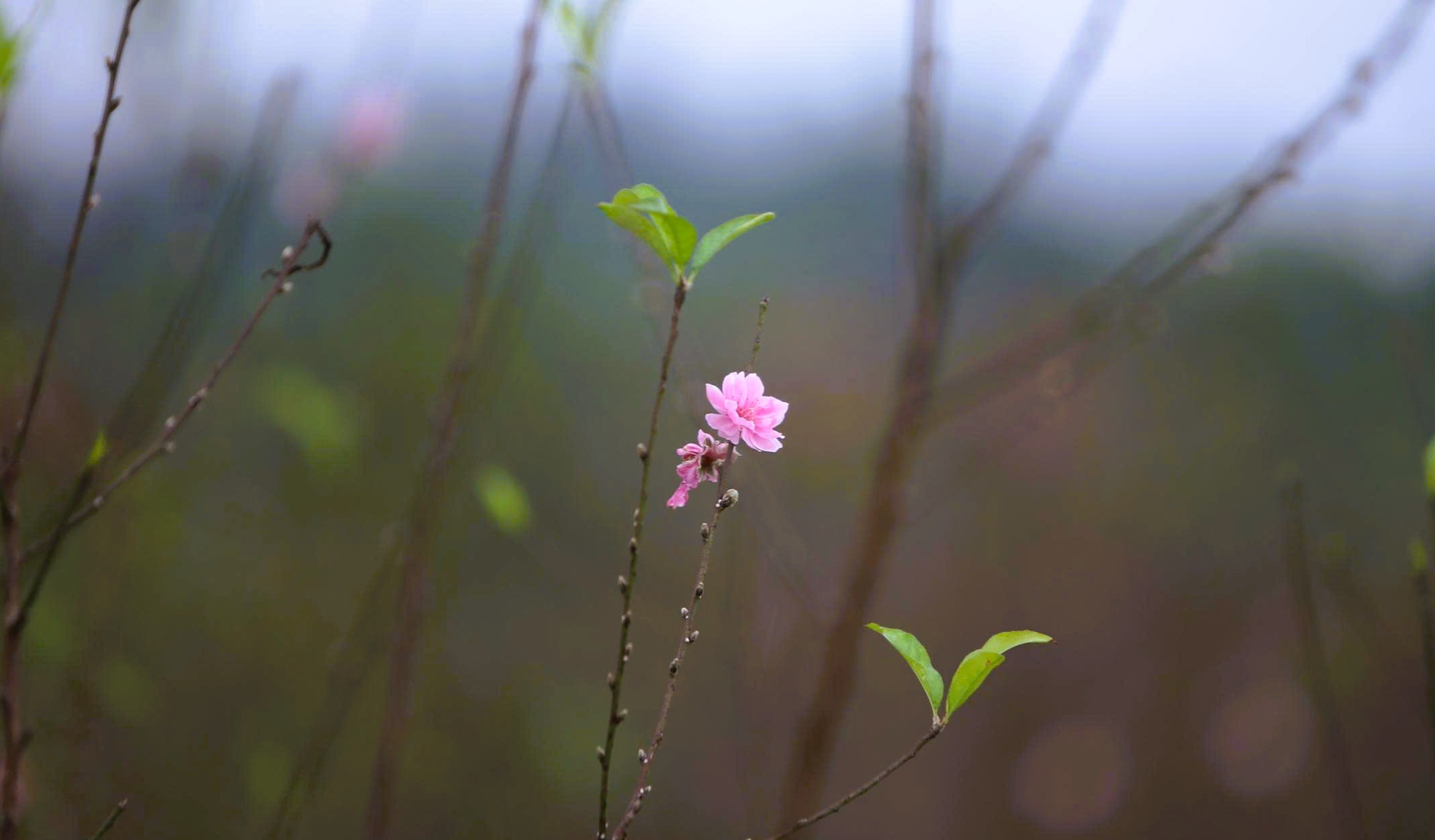Cả làng rủ nhau ra đồng tuốt lá loài cây nở hoa vào những ngày Tết - Ảnh 14.