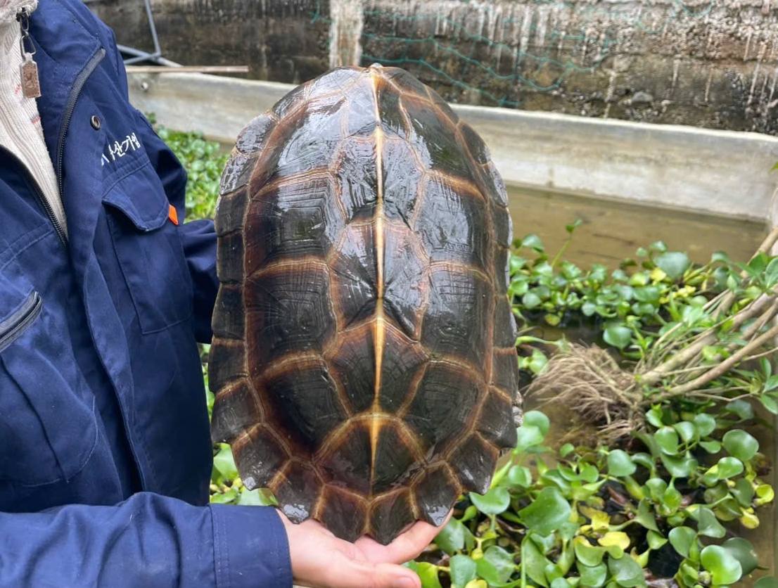 Người dân Đà Nẵng giao nộp rùa qúy hiếm nặng 6 , 8 kg cho cơ quan chức năng - Ảnh 3.