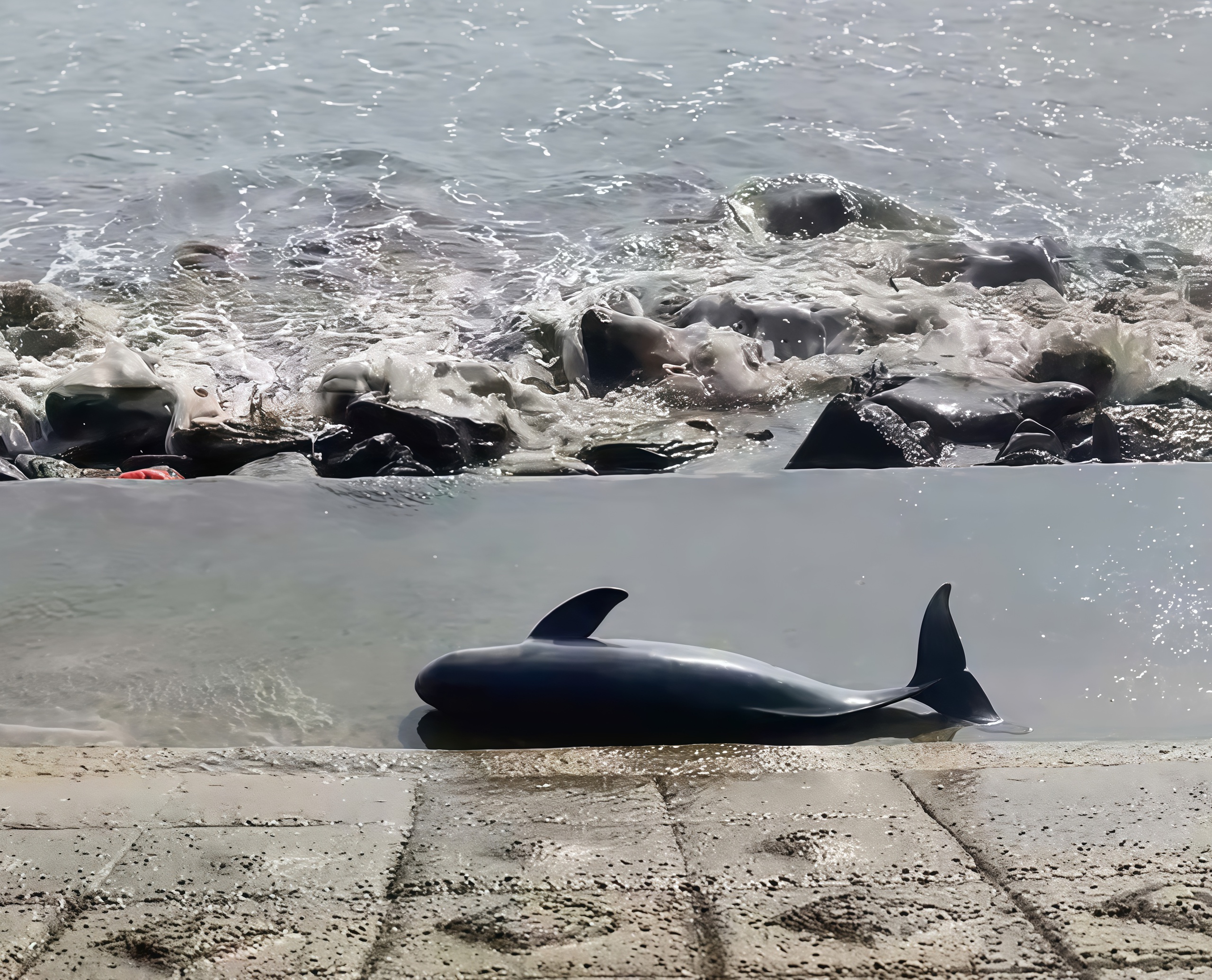 Xác cá voi nặng 40kg trôi dạt vào bờ biển Quảng Trị  - Ảnh 1.