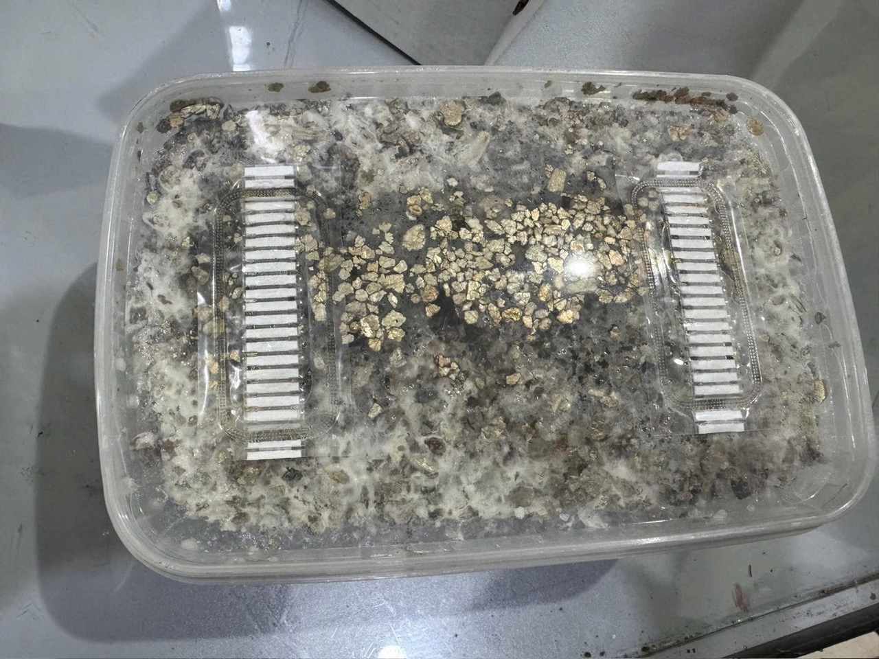 Hàng trăm kg ma túy đã được hải quan bắt giữ năm 2025 - Ảnh 2.