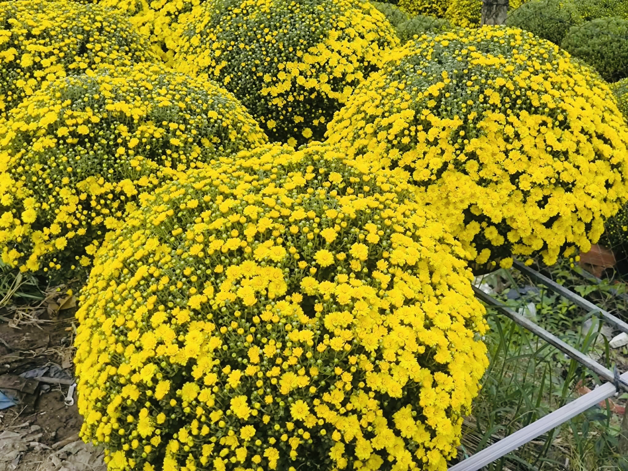 Vĩnh Long hỗ trợ tiêu thụ 300 . 000 Chậu cúc mâm xôi nở sớm cho nhà vườn - Ảnh 2.