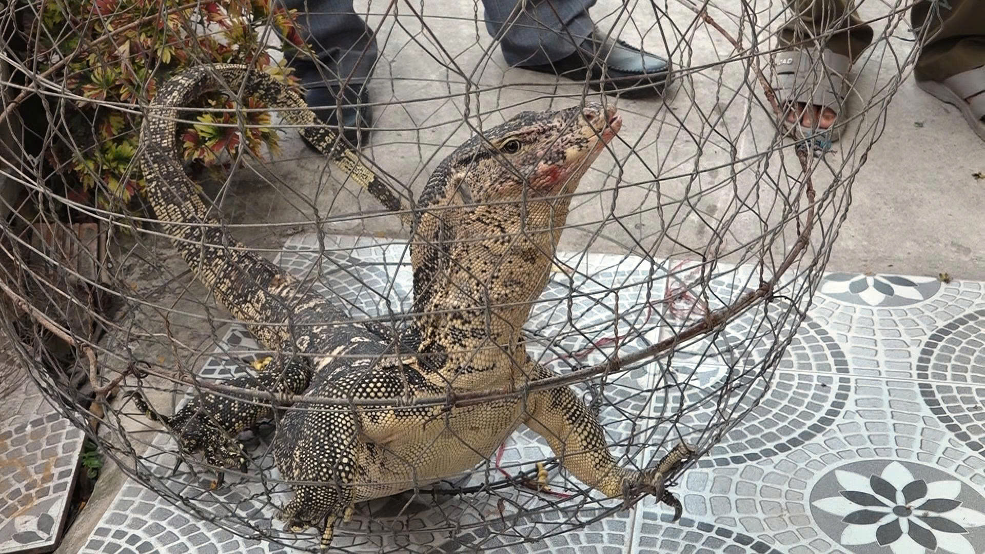 Phát hiện kỳ đà hoa qúy hiếm trong vườn , người dân giao nộp cho công an - Ảnh 1.