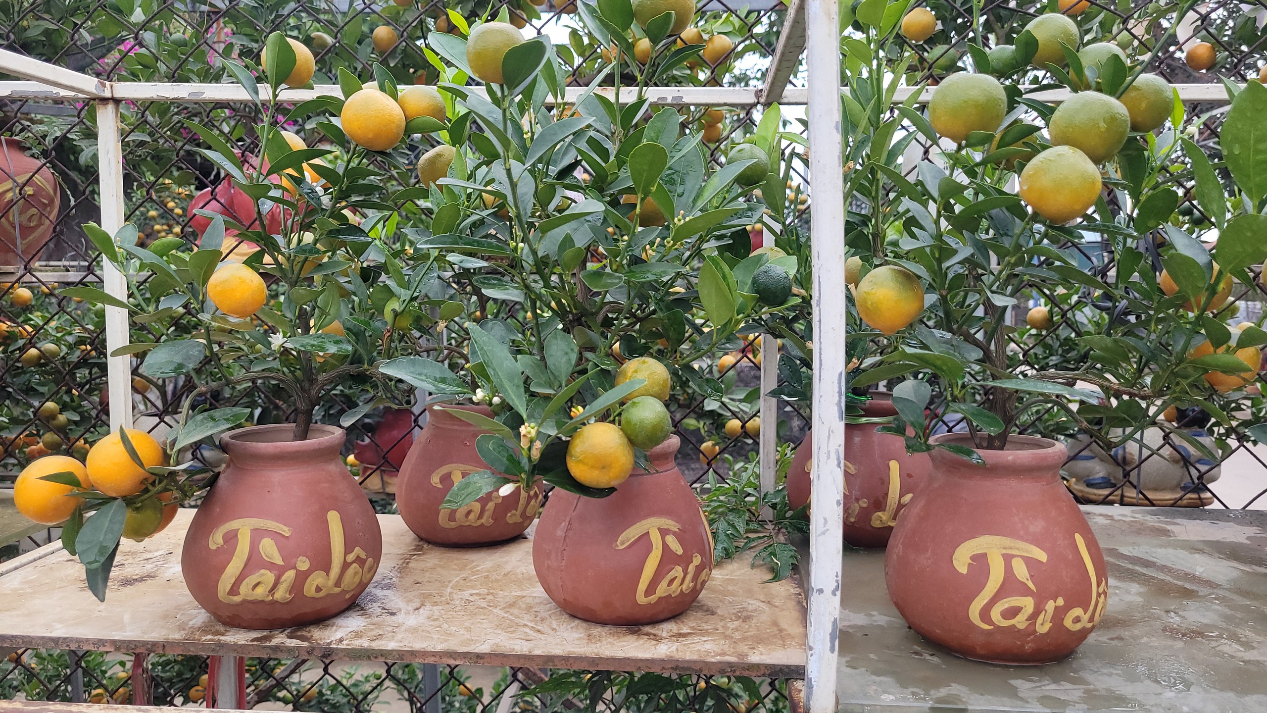 Quất bonsai mini giá rẻ cho Tết Nguyên đán 2026 , lựa chọn hoàn hảo cho không gian sống - Ảnh 3.