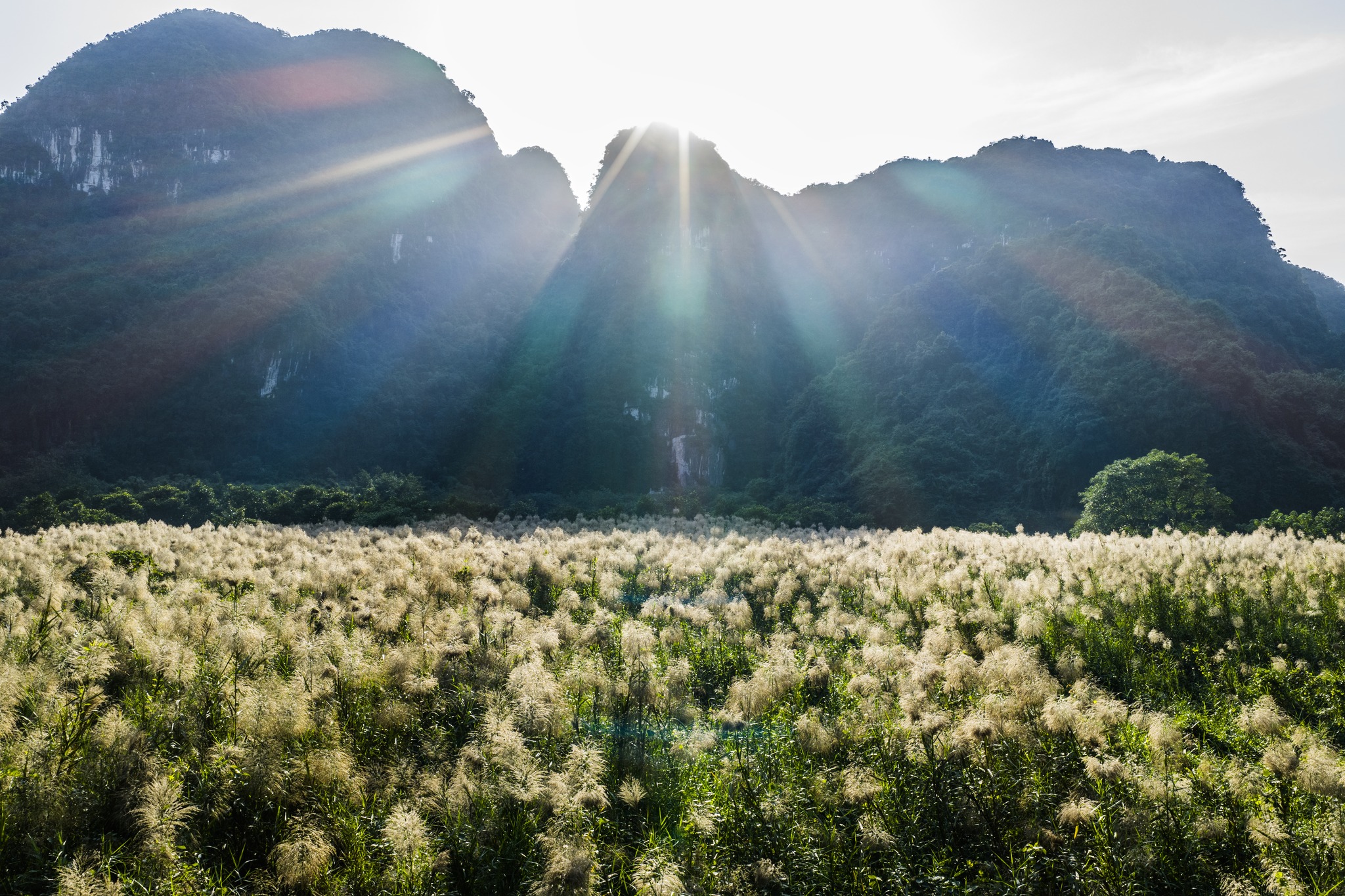 Tr&agrave;ng An say đắm l&ograve;ng người m&ugrave;a lau sậy trổ b&ocirc;ng - Ảnh 12.