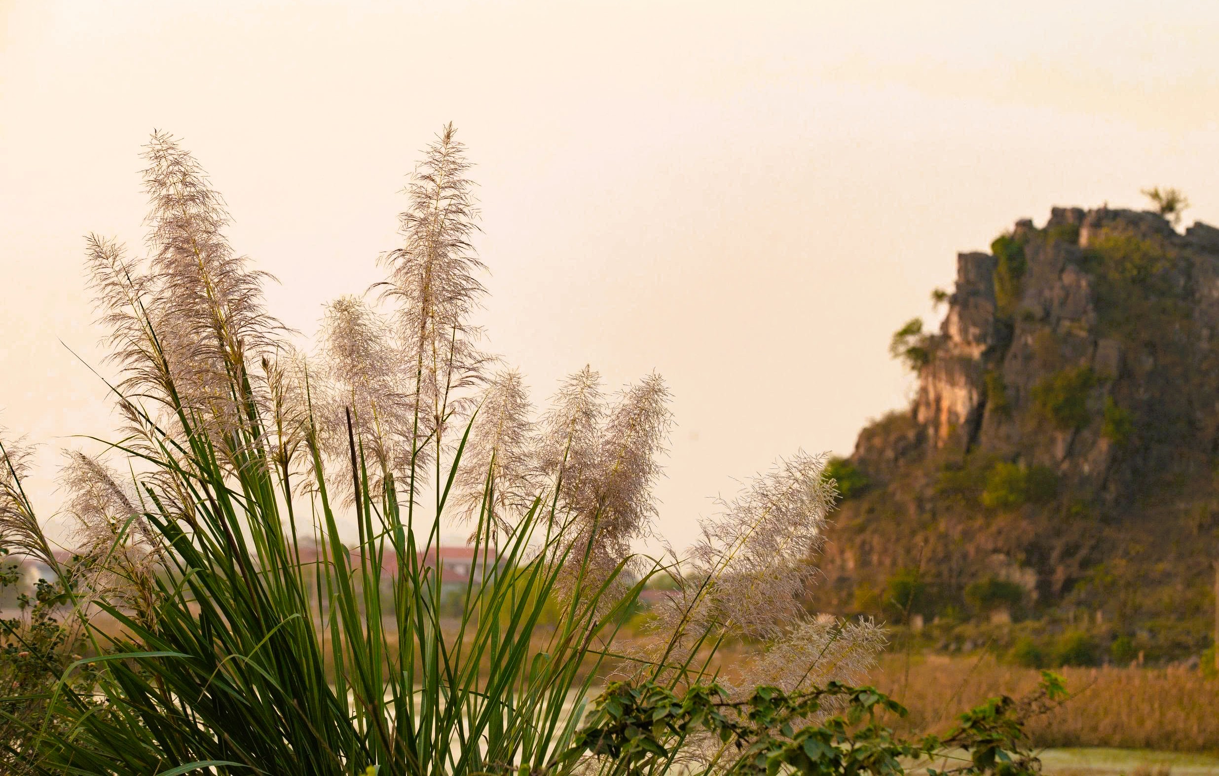 Tr&agrave;ng An say đắm l&ograve;ng người m&ugrave;a lau sậy trổ b&ocirc;ng - Ảnh 5.