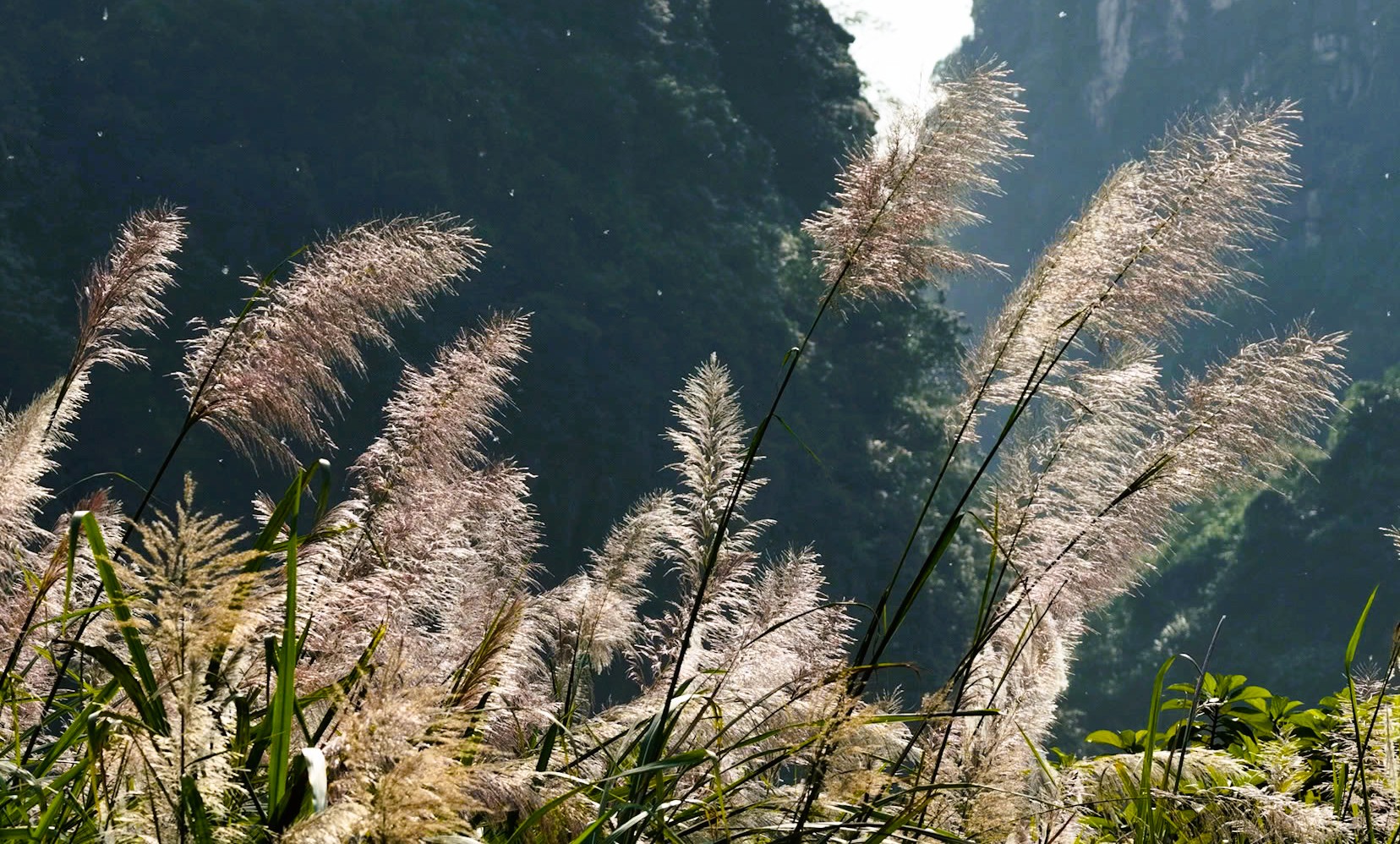 Tr&agrave;ng An say đắm l&ograve;ng người m&ugrave;a lau sậy trổ b&ocirc;ng - Ảnh 4.